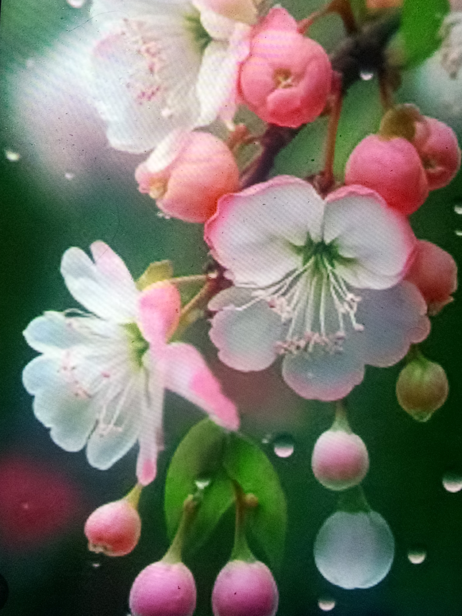 The image is a close-up shot of pink and white cherry blossoms with water droplets on the petals and leaves, set against a dark green, blurred background. The blossoms appear to be on a branch, with some buds also visible. The lighting is soft and diffused, highlighting the delicate textures of the flowers and the glistening water. The scene is tranquil and natural, evoking a sense of freshness and beauty. There are no people, buildings, or any urban elements in the image, suggesting it was taken in a natural setting, not in a city.