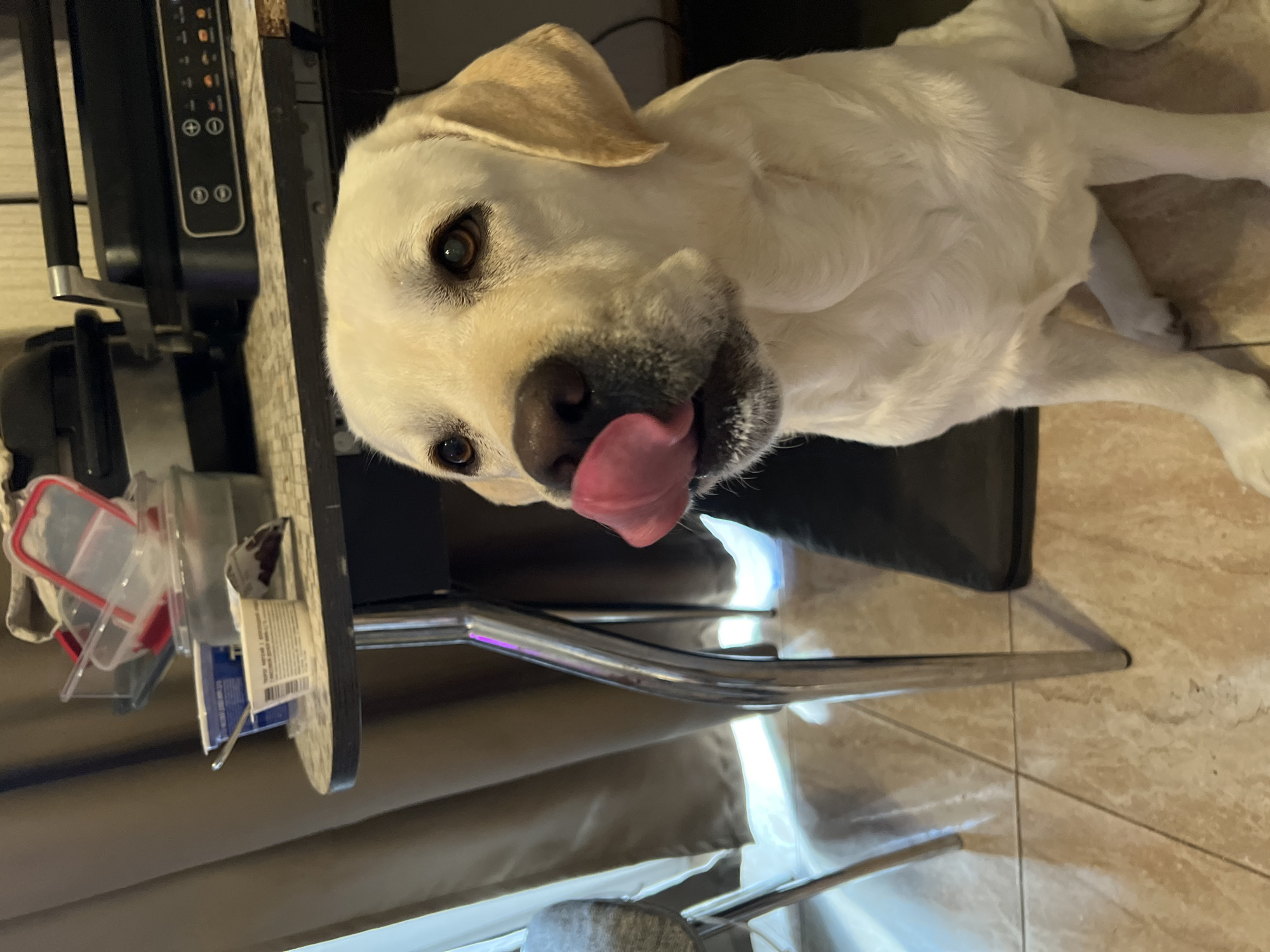 A close-up shot captures a yellow Labrador retriever with its tongue sticking out. The dog's head is tilted, and its eyes are focused on the camera. The background includes a black appliance with buttons and lights, a glass table with various containers and papers, and a beige tiled floor. The lighting suggests an indoor setting, possibly daytime due to the bright highlights. There are some labels on the containers, but the text is not legible. The dog's expression appears playful and eager. The overall scene is casual and domestic, with the dog being the clear focal point.
