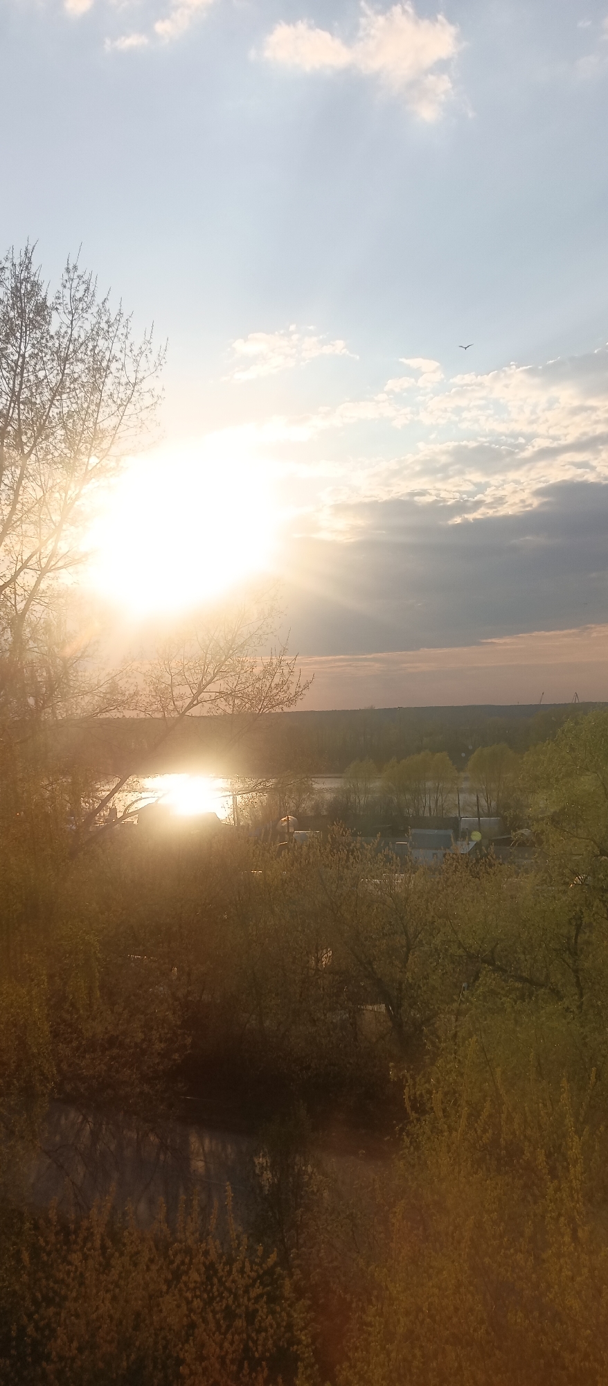 The image shows a landscape at sunrise or sunset, possibly in a rural or suburban area. The sun is the dominant feature, positioned centrally in the sky, obscured by clouds, and radiating light in rays. Some branches of bare trees frame the left side of the image, silhouetted against the light. A body of water, reflecting the sun's light, is also visible. In the middle ground, trees and some residential structures are vaguely discernible. The foreground contains trees and vegetation, obscuring the lower part of the scene. The sky is partially cloudy with a gradient of colors from light blue to warm hues near the horizon. There is a single bird flying in the sky.