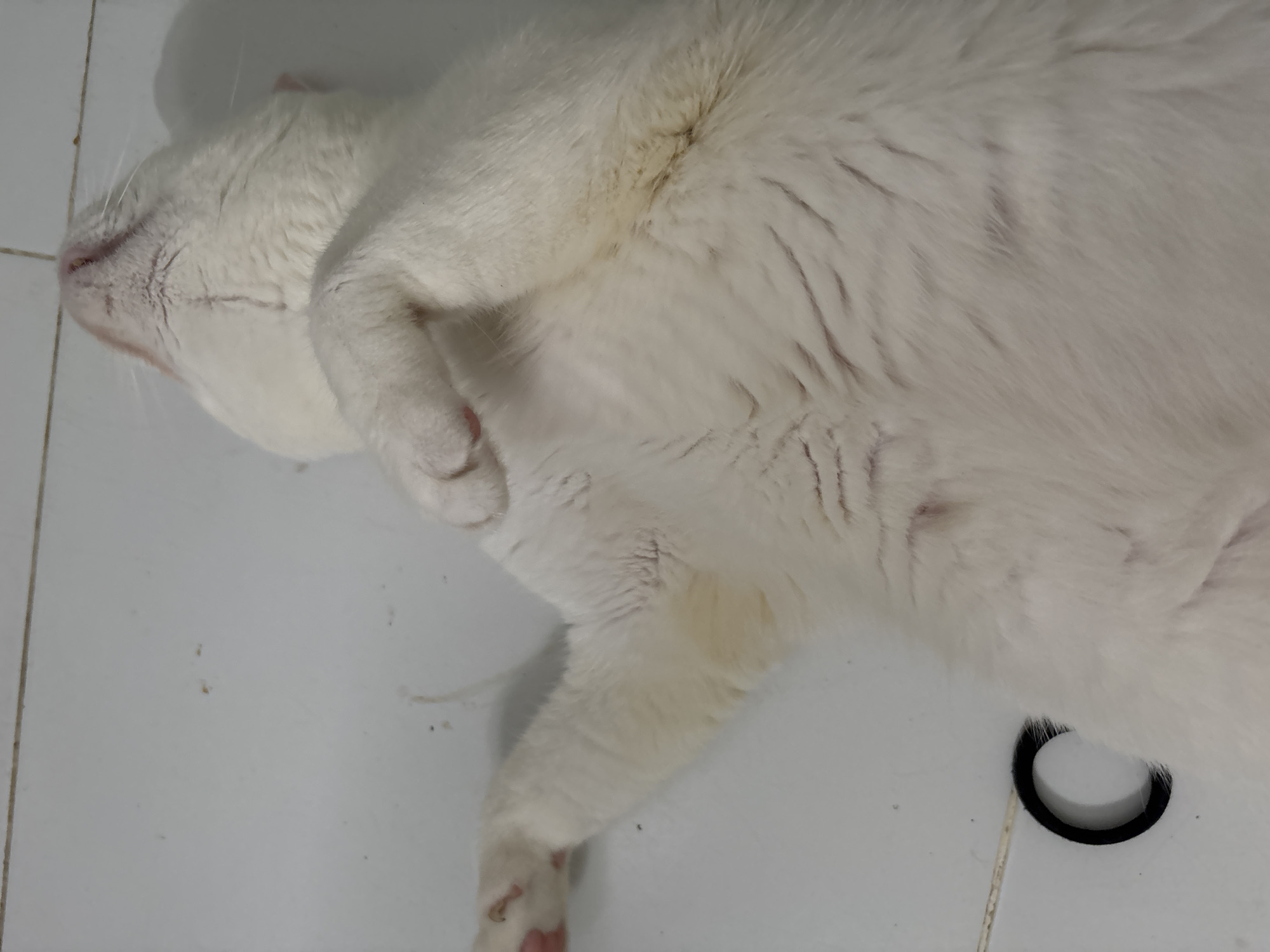 A white cat is lying on its side on a white tiled floor. The cat is mostly white, with some faint yellowing on its fur. The cat's head is turned towards the left, and one of its front legs is bent and resting near its head. A black hair tie is visible on the floor near the cat's rear legs. The scene is indoors. There is no visible information to identify the location as North Jakarta, Indonesia.