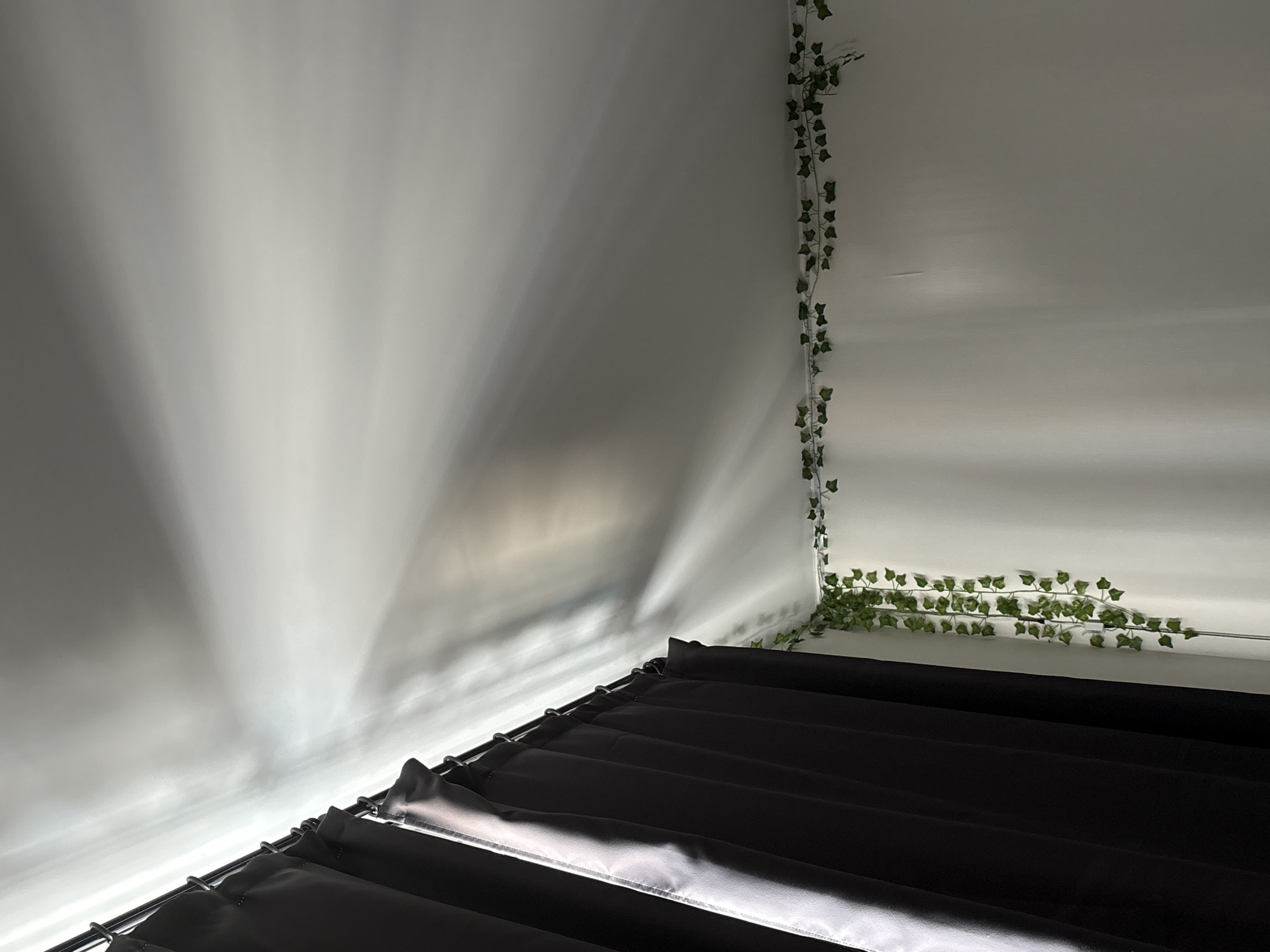 The image depicts the corner of a room with light reflecting off the walls, illuminating black fabric that appears to be curtains. A decorative vine with green leaves is attached to the right wall. The environment is indoor, but the location within Chasovnya, Russia, cannot be determined from the visual information. There are no people visible.