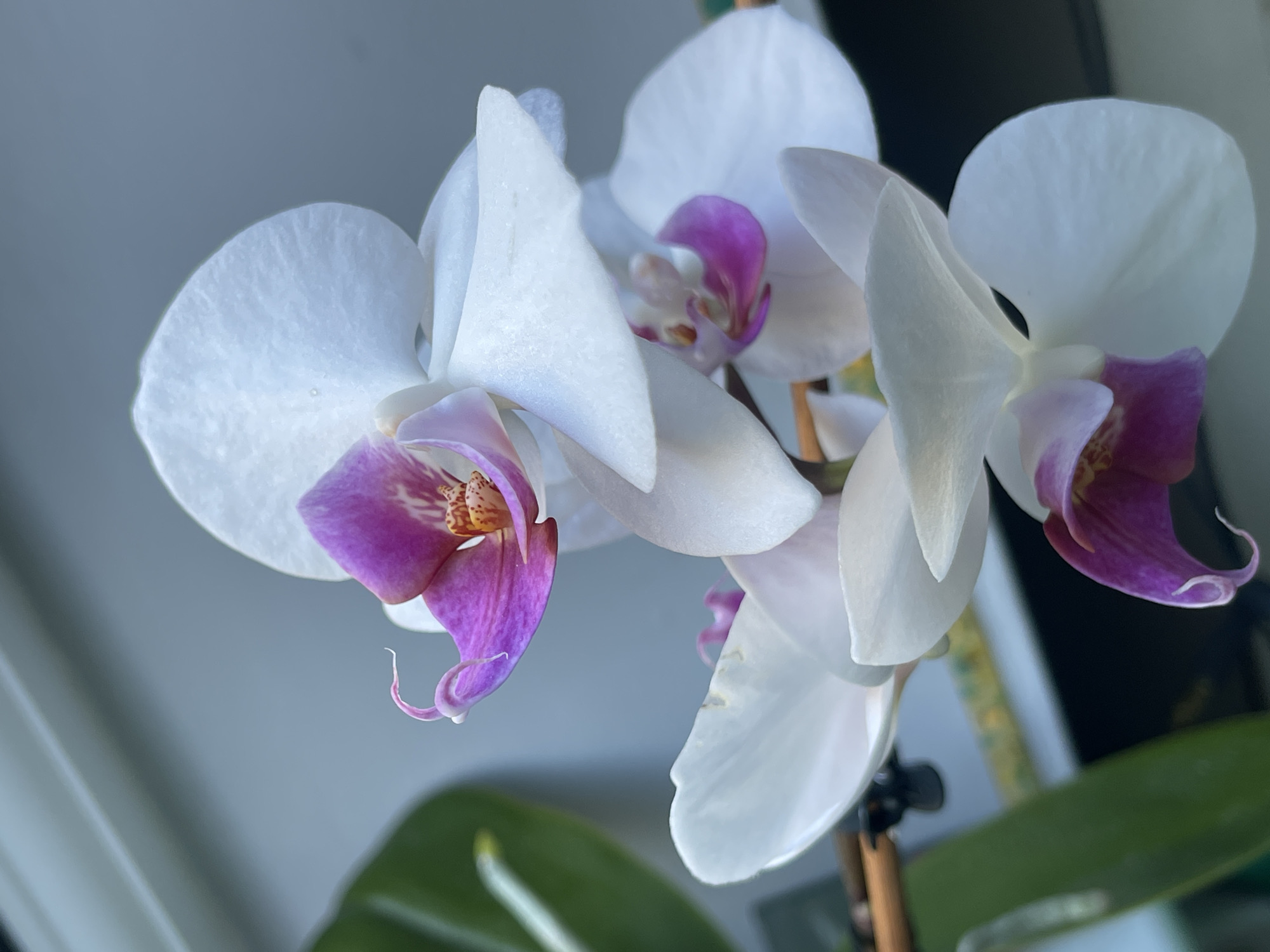 A close-up photograph shows several orchid blossoms. The petals are primarily white, with purple and orange hues near the flower's center. Green leaves and a brown support stake are visible in the background. The environment appears to be indoors, possibly near a window. No people are present. There is no information in the image about the city of Maidstone, United Kingdom.