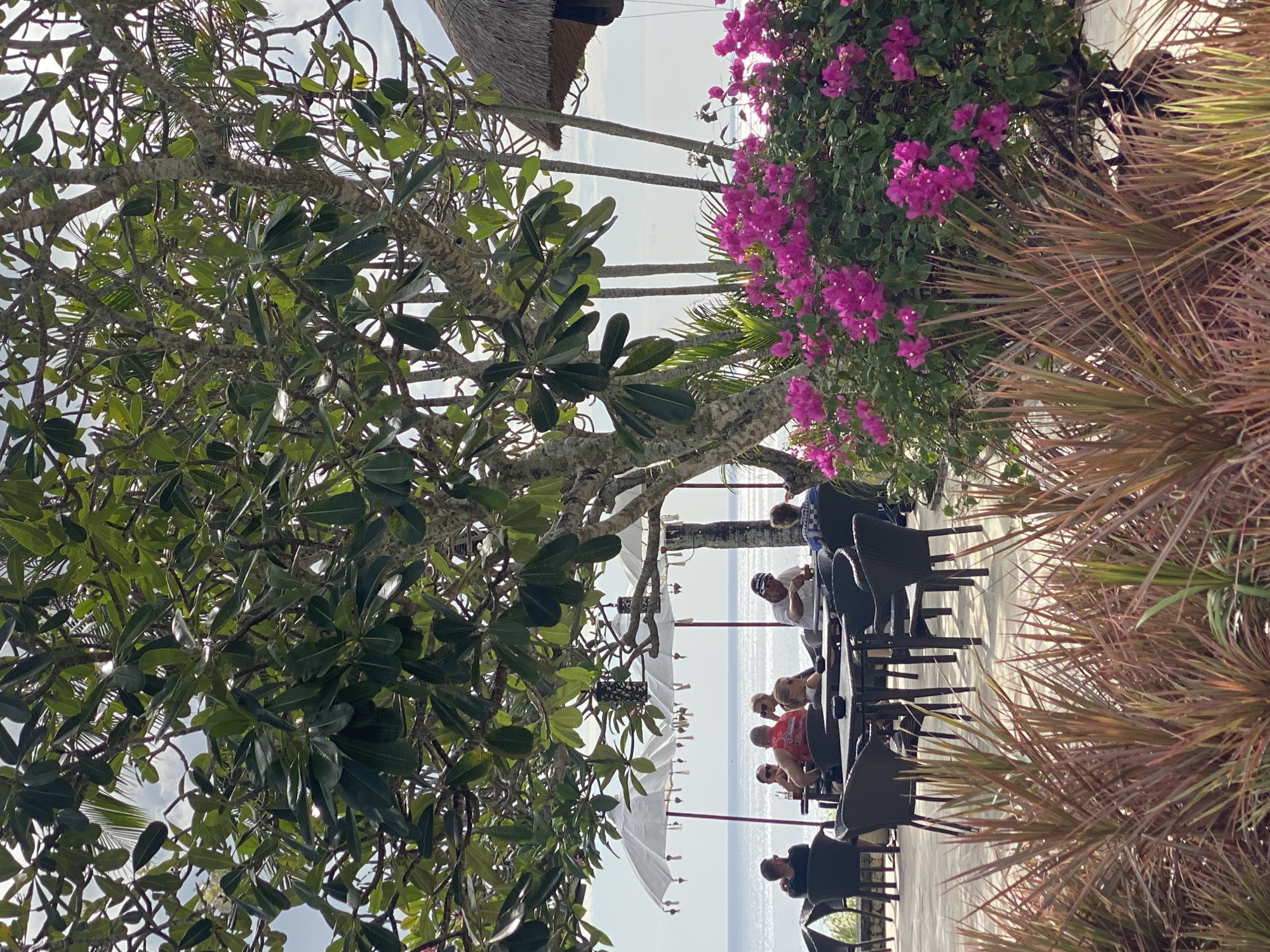 A bright, overcast day captures an outdoor dining scene at a restaurant overlooking the ocean in Kuta Selatan, Indonesia. Several people are seated at tables covered by white umbrellas, some engaged in conversation, others looking out at the water. The tables are dark, woven material, and the chairs are also dark wicker. In the foreground, a lush bush of vibrant pink bougainvillea is in full bloom, accompanied by spiky, reddish-brown ornamental grass. Behind the diners, a large tree with broad green leaves provides ample shade, its trunk textured and grey. In the background, the calm blue ocean stretches to the horizon, meeting a hazy sky. A thatched-roof structure is partially visible on the right side of the image.