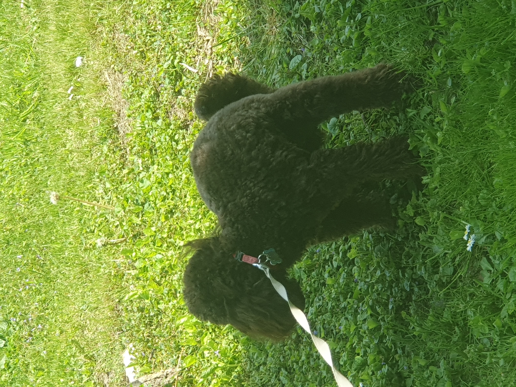 The image displays a dark brown, curly-haired dog, possibly a Poodle or a similar breed, engaged in an outdoor setting. The dog is positioned with its body extending horizontally across the frame (as if the image were un-rotated), seen from a slightly elevated, overhead angle, and appears to be sniffing or investigating the grass. It wears a reddish-orange collar with a white or light-colored leash attached, along with several metallic ID tags.
The scene is a lush, vibrant green grassy area, likely a lawn or park. The ground cover consists of various types of grass, interspersed with clover-like plants and small wildflowers, including dandelions (some in seed head form) and tiny purple and white blossoms. The environment is brightly lit by natural sunlight, indicating a clear, sunny day, possibly in the morning or afternoon. There are no other visible subjects or discernible text on the dog's tags. The overall activity suggests a leisurely walk or exploration in a natural environment, such as a park in Plovdiv, Bulgaria.