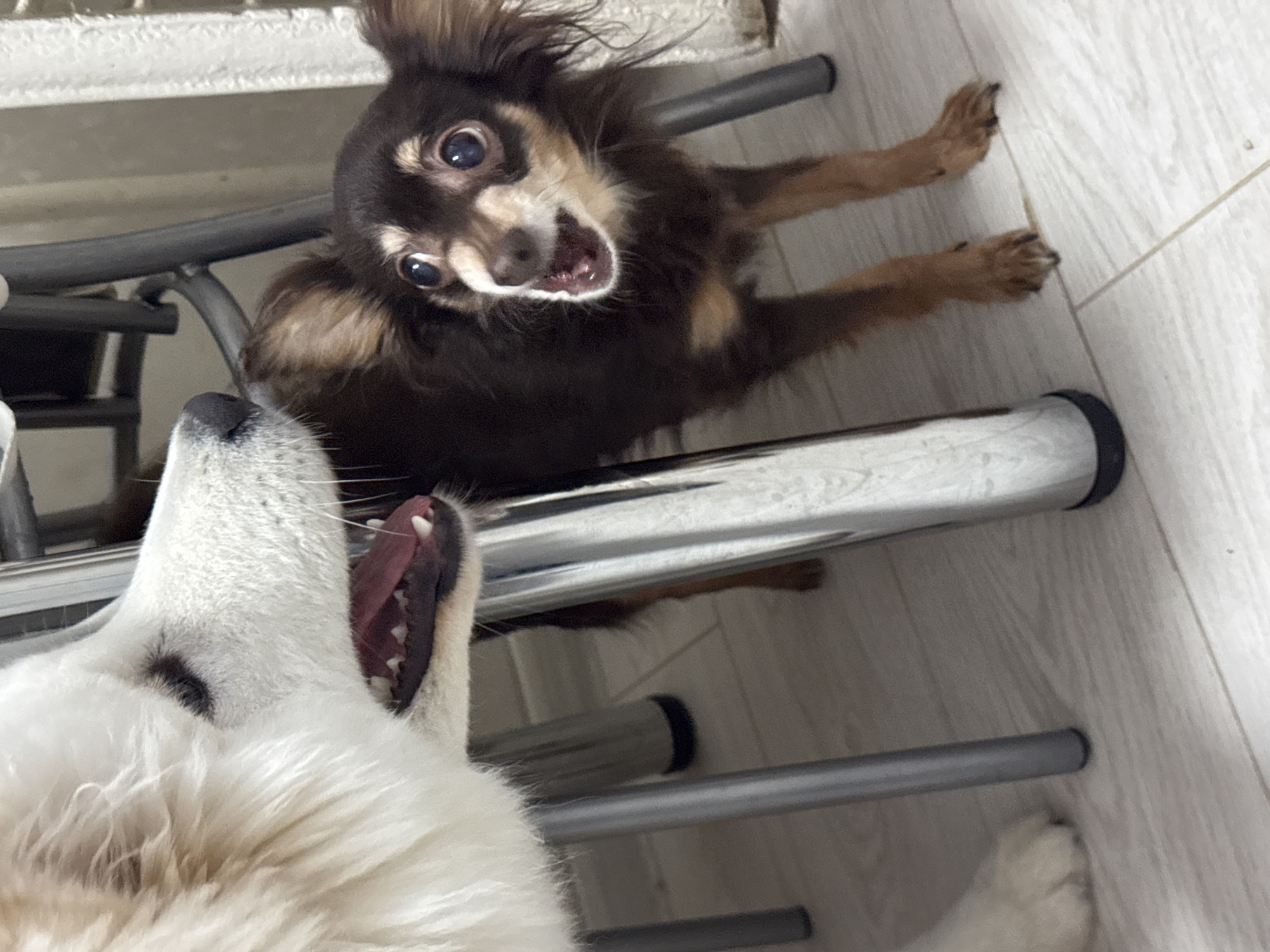 The image depicts two dogs in an indoor setting, likely in Chaikovsky, Russia. One is a brown and tan Russian Toy Terrier, and the other is a Samoyed. The Terrier is standing on or near a metal chair with a silver frame and is barking or snapping toward the Samoyed, which appears to be in the foreground. Both dogs have their mouths open, teeth visible, suggesting a state of excitement or confrontation. The flooring is light-colored and appears to be made of laminate or tiles. The lighting suggests it is daytime.
