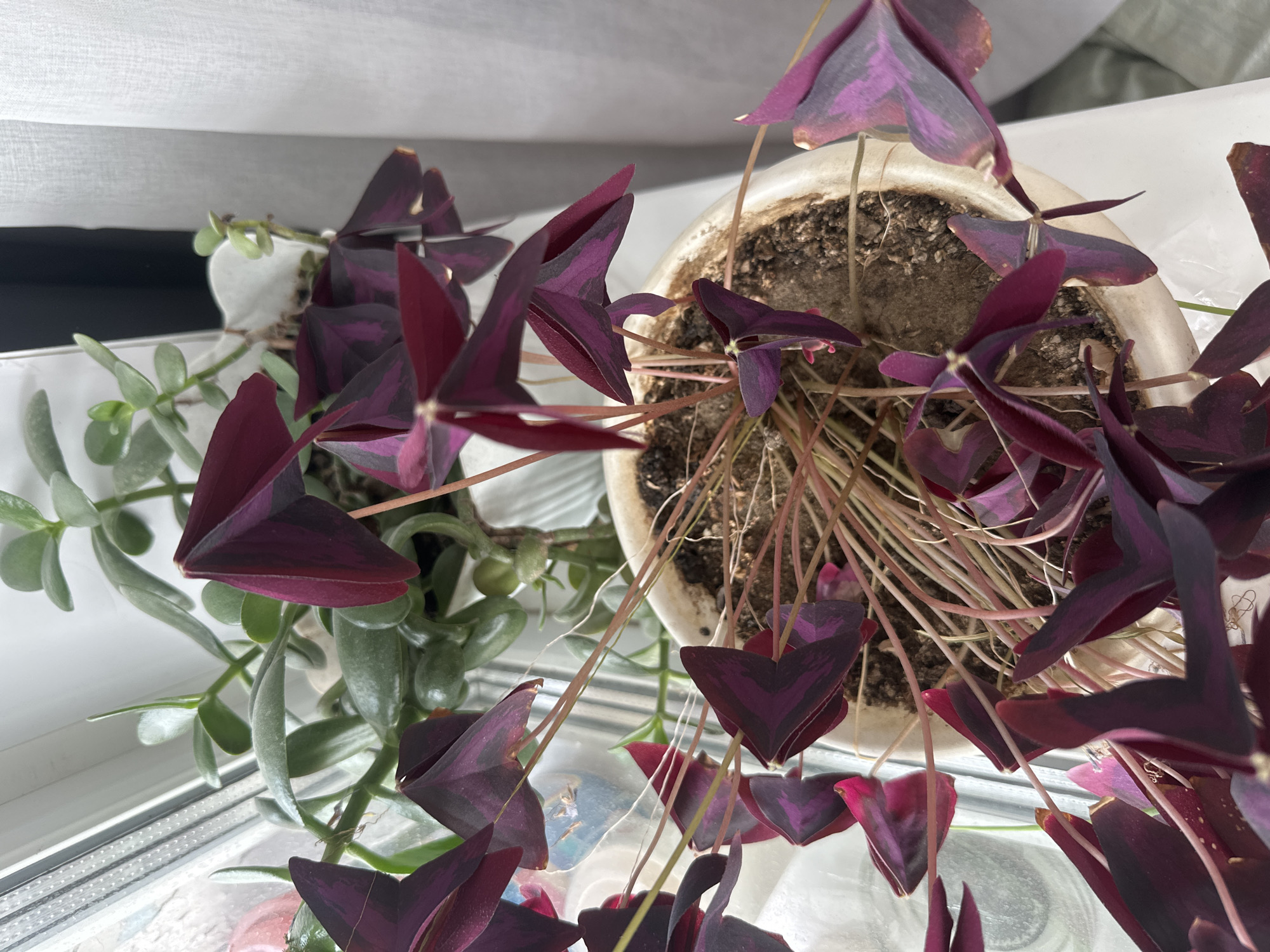 The image shows a close-up, eye-level view of two potted plants on a windowsill. The plant in the foreground is an Oxalis triangularis, commonly known as a purple shamrock or butterfly plant. It has striking dark purple, heart-shaped leaves that are folded, giving them a triangular appearance. The stems are thin and a reddish-pink color. The plant is in a cream-colored, oval pot filled with dark brown soil. Some of the stems appear dry and brown.
Behind the Oxalis, a jade plant (Crassula ovata) is visible. Its thick, green, succulent leaves are round and fleshy. This plant is also in a pot, though its container is not fully visible. The plants are positioned near a window with white blinds or curtains visible in the background. The lighting suggests it is daytime. There are no people or animals present in the image. The scene appears to be indoors. The location is identified as Birobidzhan, Russia.