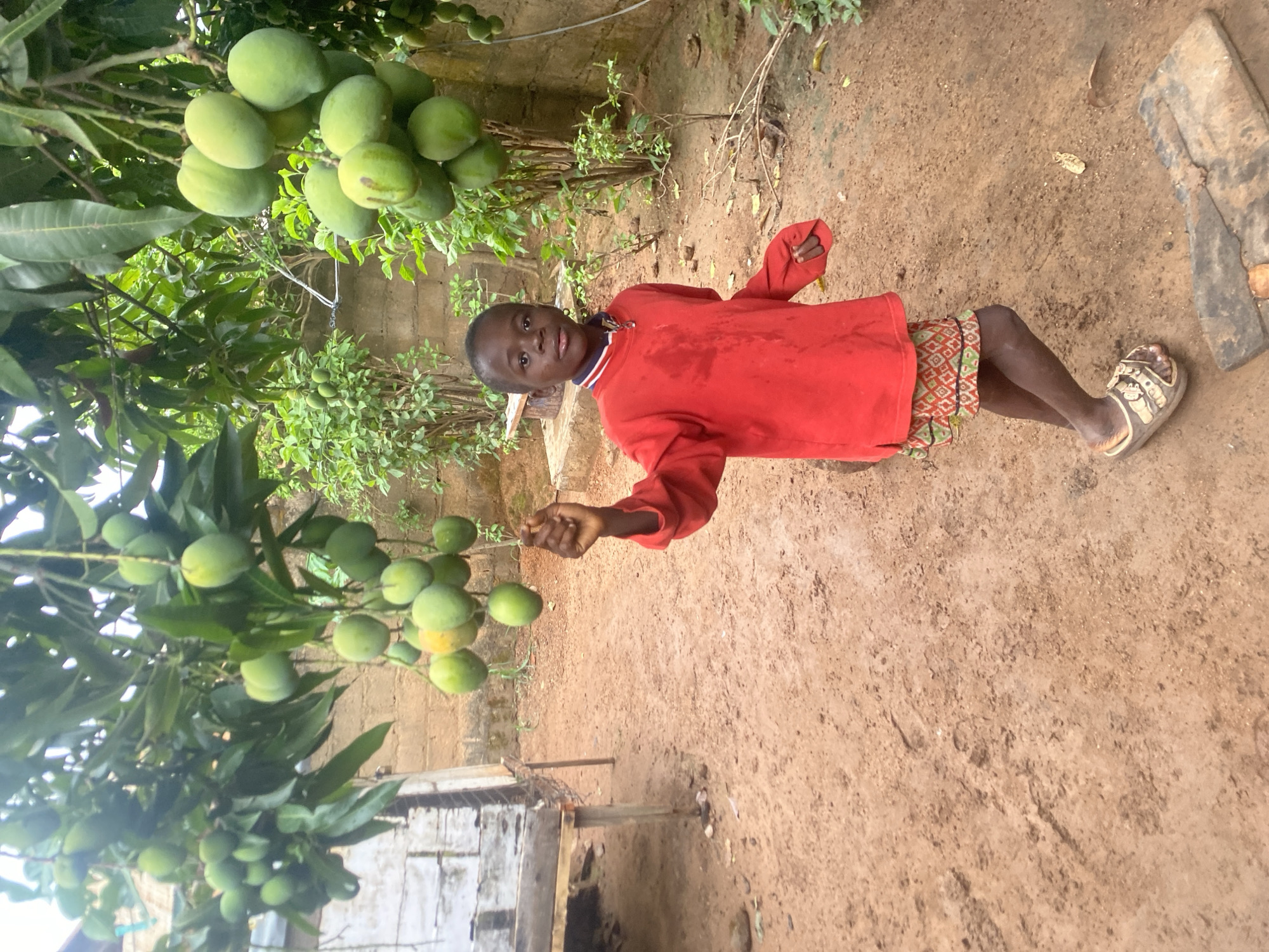 A young child, likely a boy, stands outdoors on a light brown dirt ground in what appears to be a natural or semi-urban setting in Bukuru, Nigeria. He has dark skin and short dark hair, looking directly at the camera with a calm and direct gaze. He is dressed in a red long-sleeved shirt with a blue and white striped collar, patterned shorts featuring geometric designs in green, red, black, and white, and light-colored sandals. His right arm is slightly raised and extended forward, with his hand open.
To the left and partially behind the child is a lush mango tree heavily laden with numerous clusters of green, unripe mangoes. The tree's dark green leaves are prominent. Further into the background, sparse green vegetation and small shrubs are visible, along with a portion of a light-colored wall. The ground is consistently a dry, earthy texture with some scattered small debris. Near the child's right foot, an old, flat metal object, possibly a worn shovel or tray, rests on the ground. The scene is illuminated by natural daylight, indicating it is daytime with soft, even lighting and no harsh shadows. There is no visible text in the image.