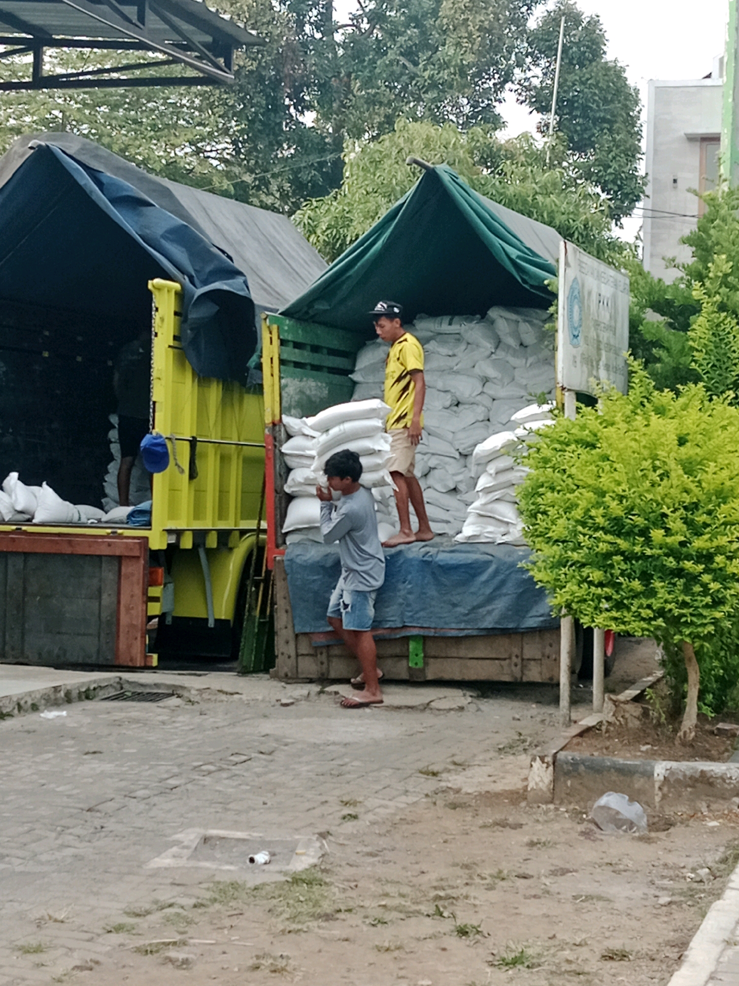 In Salatiga, Indonesia, two men are visible near a yellow truck loaded with white sacks. One man, wearing a yellow and black striped shirt and tan shorts, stands on the truck bed, facing away from the camera. He appears to be overseeing the loading or unloading of the sacks. The other man, wearing a gray long-sleeved shirt and blue denim shorts, stands on a wooden step attached to the side of the truck. He is facing the truck and appears to be in the process of climbing or descending. The truck is partially covered by dark blue and green tarps, and the sacks are stacked high within its open bed. In the background, lush green trees and a portion of a light-colored building are visible, suggesting an outdoor setting. The ground is paved with interlocking concrete blocks.