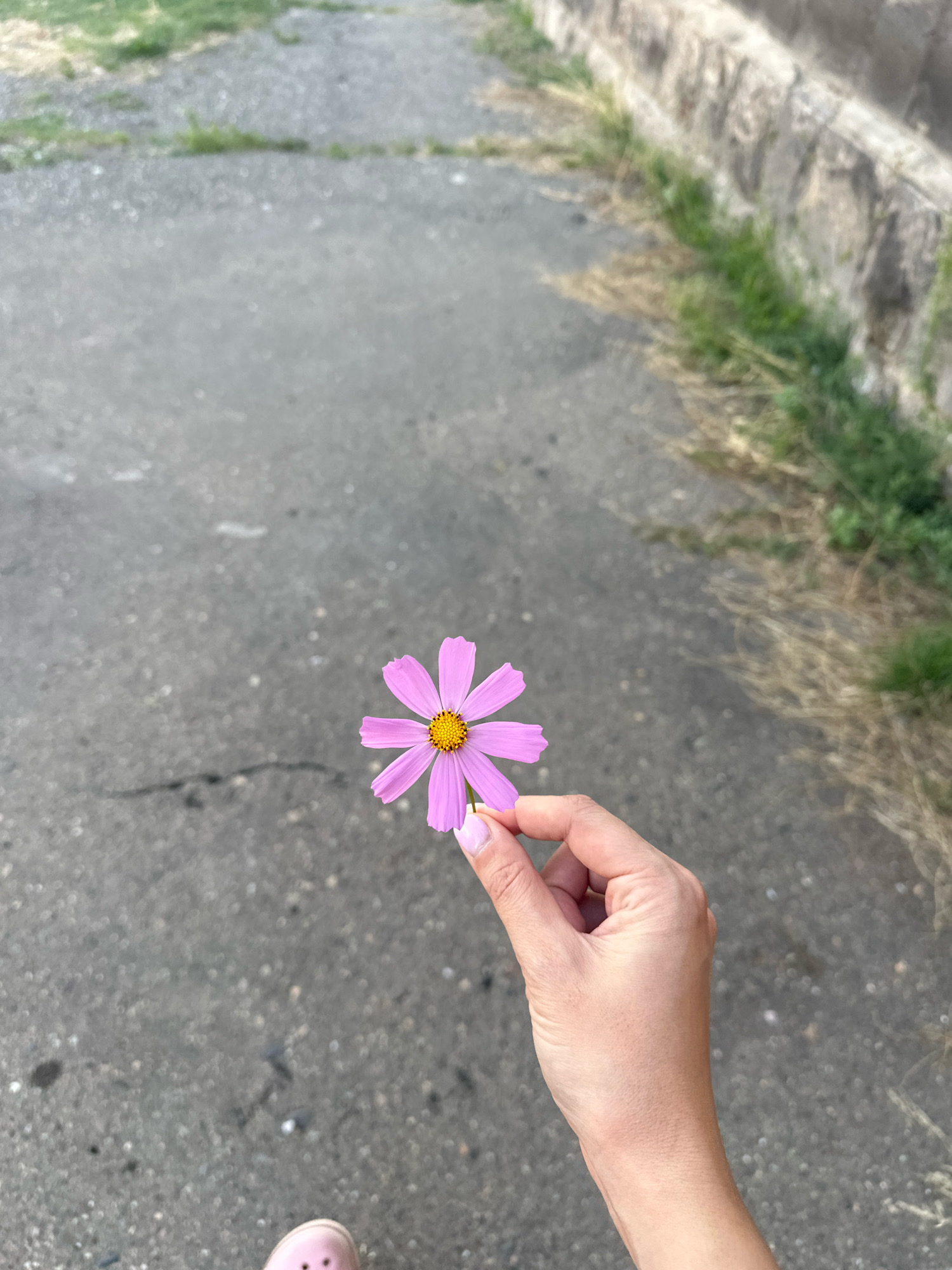 In Gyumri, Armenia, a person's hand with light skin and a pink manicure holds a single pink cosmos flower with a yellow center. The flower is positioned in the center of the frame. The background consists of a gray asphalt pathway bordered by dry grass and a textured concrete structure. The perspective suggests the photo was taken from above, looking down at the hand and flower against the urban ground.