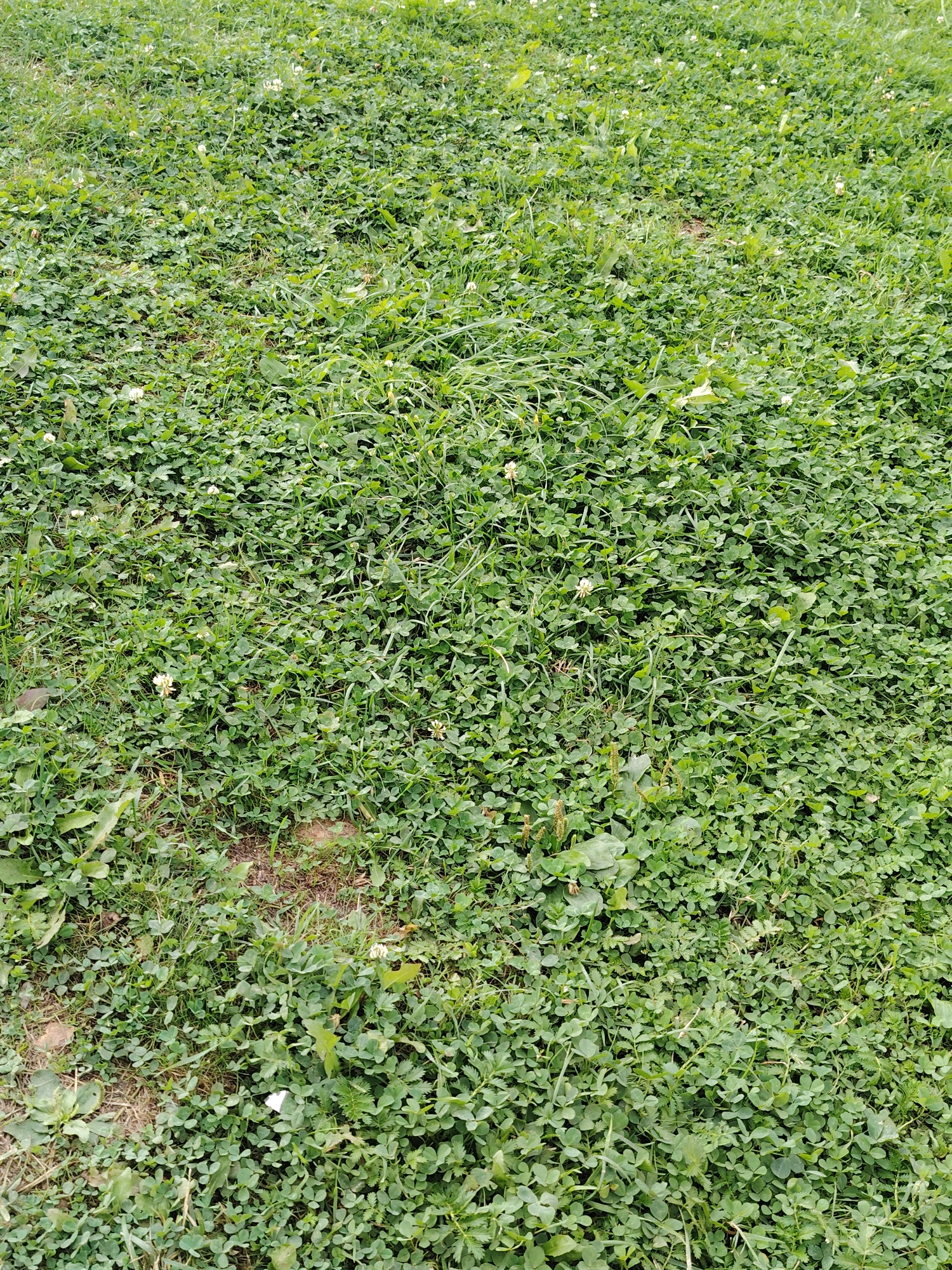 The image depicts a close-up view of a grassy area, likely a lawn or park, filled with clover and interspersed with blades of grass. Several small white clover flowers are visible throughout the dense green foliage. The ground appears slightly uneven in places, with some patches of exposed earth or dead grass. The scene is consistent with a natural outdoor environment, possibly a residential area or public space within the city of Хоругвино, Russia, given the context provided. There are no people or animals visible in the image, and no objects or actions are occurring. The focus is solely on the texture and composition of the vegetation.