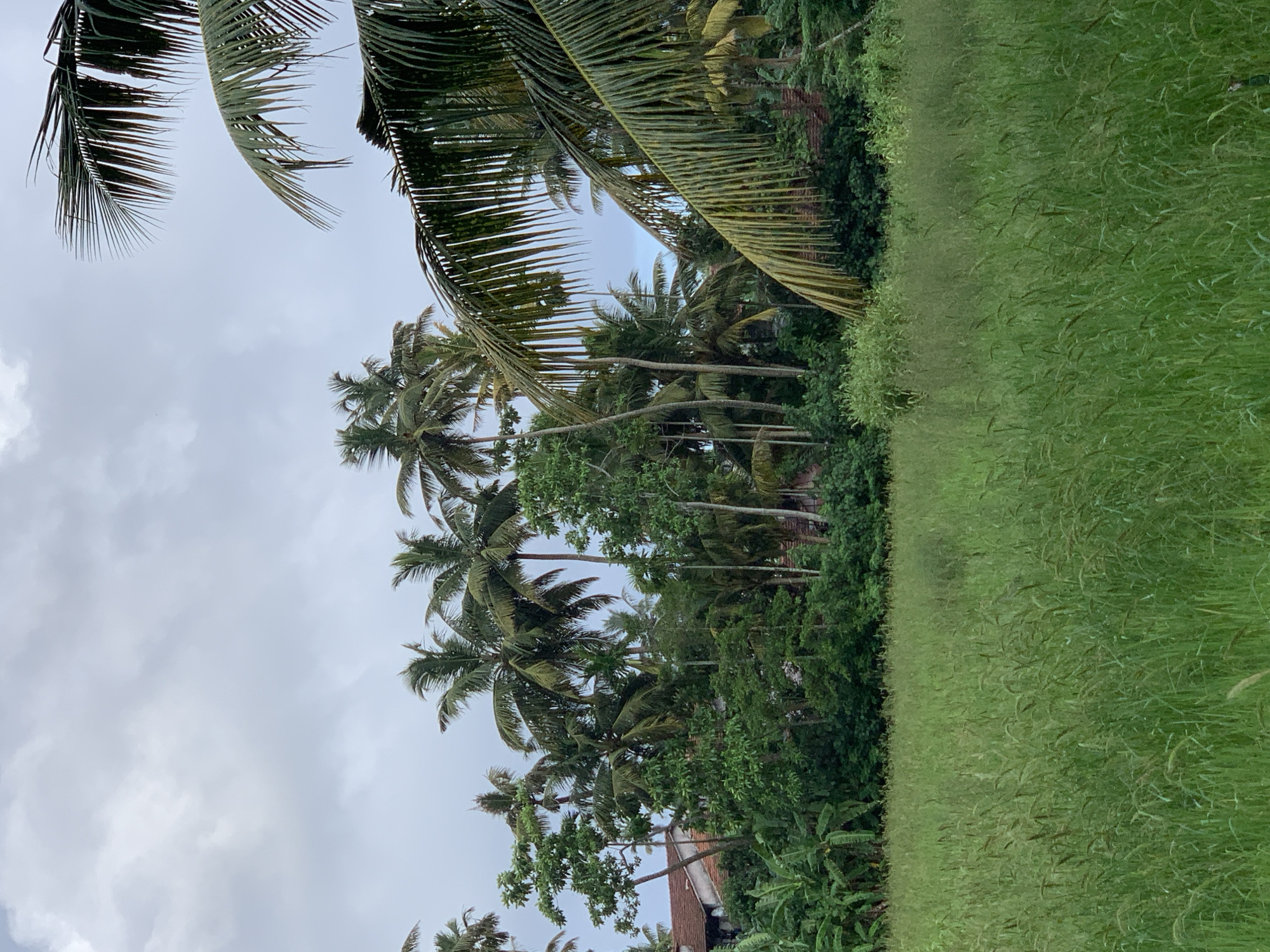 The image shows a landscape in Ahangama, Sri Lanka, featuring lush tropical vegetation. The sky is overcast with gray clouds. Several tall coconut palm trees with green fronds dominate the scene, partially obscuring other trees and structures. A field of long green grass occupies the foreground. A building with a red tile roof is partially visible amongst the trees.