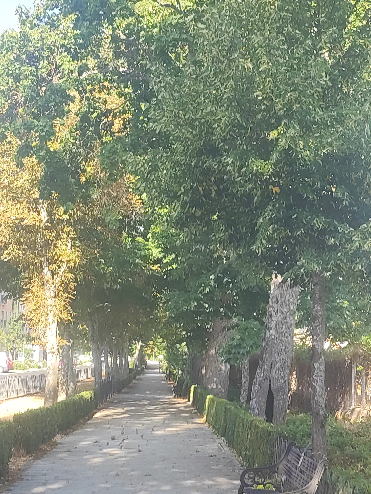 The image depicts a tree-lined pedestrian walkway in the city of San Ildefonso, Spain. The walkway, paved with stone tiles, is flanked by manicured green hedges on the left and a row of mature trees on both sides, creating a shaded canopy. Several park benches are visible along the right side of the path. The trees on the left side of the walkway show some signs of autumnal color change, with patches of yellow and orange leaves interspersed with green. In the background on the left, a metal fence and part of a building can be seen. The overall scene conveys a sense of tranquil parkland.