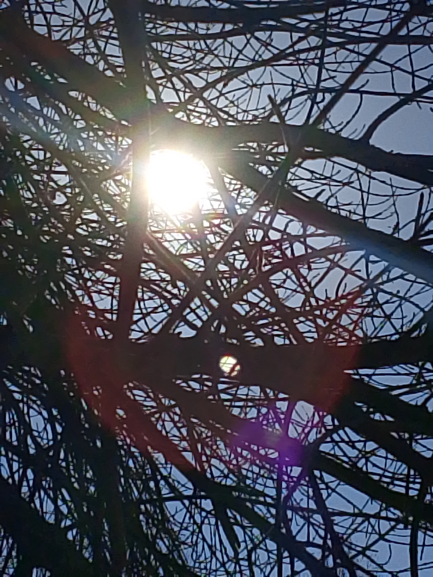 The image depicts a dense, intricate network of bare tree branches silhouetted against a bright, light blue sky in Izhevsk, Russia. A brilliant, circular light source, consistent with the sun, is prominently positioned in the upper-left quadrant, partially obscured by the branches. Direct sunlight causes significant lens flare, visible as bright white light rays, a red streak in the lower-left, and a purple orb in the lower-central area. No people or discernible activities are present. The absence of foliage on the branches indicates a dormant season. The perspective is an upward angle, looking through the tree canopy.