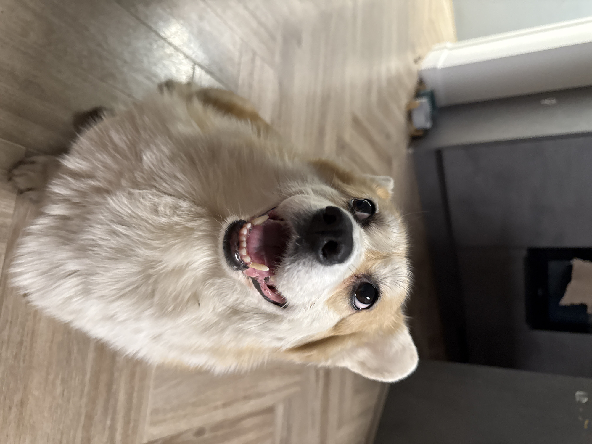 A tan and white corgi dog is lying on a wooden floor, looking up at the camera with its mouth open, displaying its teeth. The dog's nose is black and its eyes are dark brown. The floor is light brown with a wood grain pattern. In the background, there is a dark grey wall and a white trim. The photograph appears to be taken indoors. There is no evidence to suggest that the image was taken in the city of Krasnoyarsk, Russia.