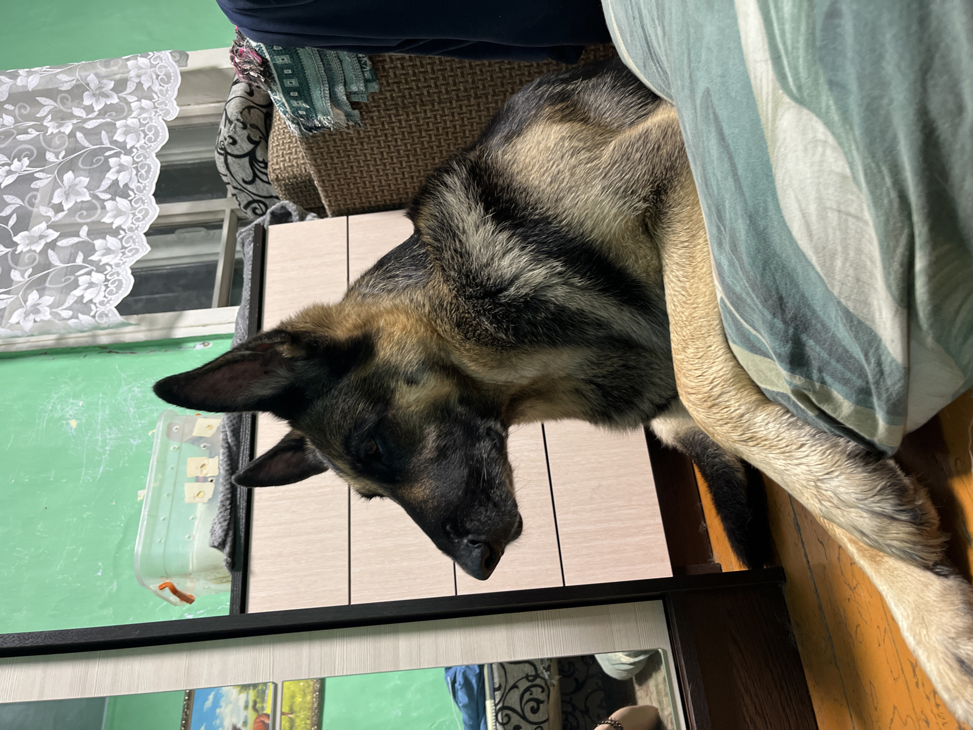 A German Shepherd dog rests on a patterned duvet in a room with green walls. The dog's left side is visible, with its head turned to the left and its front legs crossed. To the left of the dog is a tall, narrow mirror with a dark frame, reflecting a corner of the room, including a bed and a person's legs. Behind the dog is a light-colored wooden dresser with several drawers. Above the dresser, on the wall, a clear plastic container with an orange lid is visible, along with a gray fabric swatch. To the right of the dresser is a window covered with a white lace curtain. The floor is made of wooden planks. The scene appears to be an indoor residential setting.