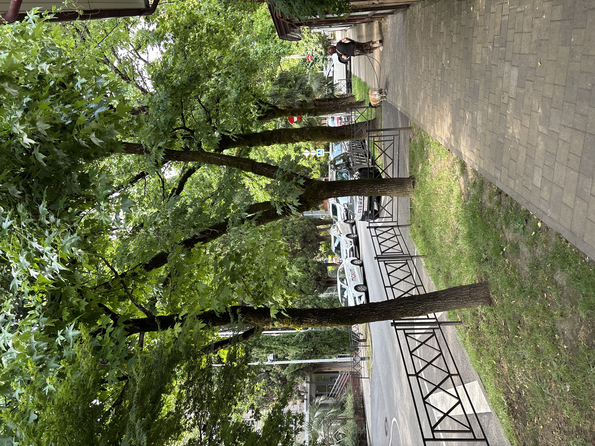 The image depicts a tree-lined street in Sochi, Russia, likely during the daytime. In the foreground, a sidewalk paved with rectangular stones runs along the right side of the image. A person wearing a black shirt and patterned pants is walking a dog on a leash on this sidewalk. The dog appears to be a light-colored bulldog.
To the left of the sidewalk is a grassy area separated by a black metal fence with a diamond pattern. Beyond the fence, a street with parked cars is visible. One car, a white sedan with "Maxim" branding, is clearly identifiable. Further down the street, other vehicles are parked.
The street is lined with mature trees with lush green foliage, casting shadows on the sidewalk and street. In the background, buildings and other trees, including tall cypress trees, can be seen. The overall impression is a pleasant urban scene with ample greenery.
