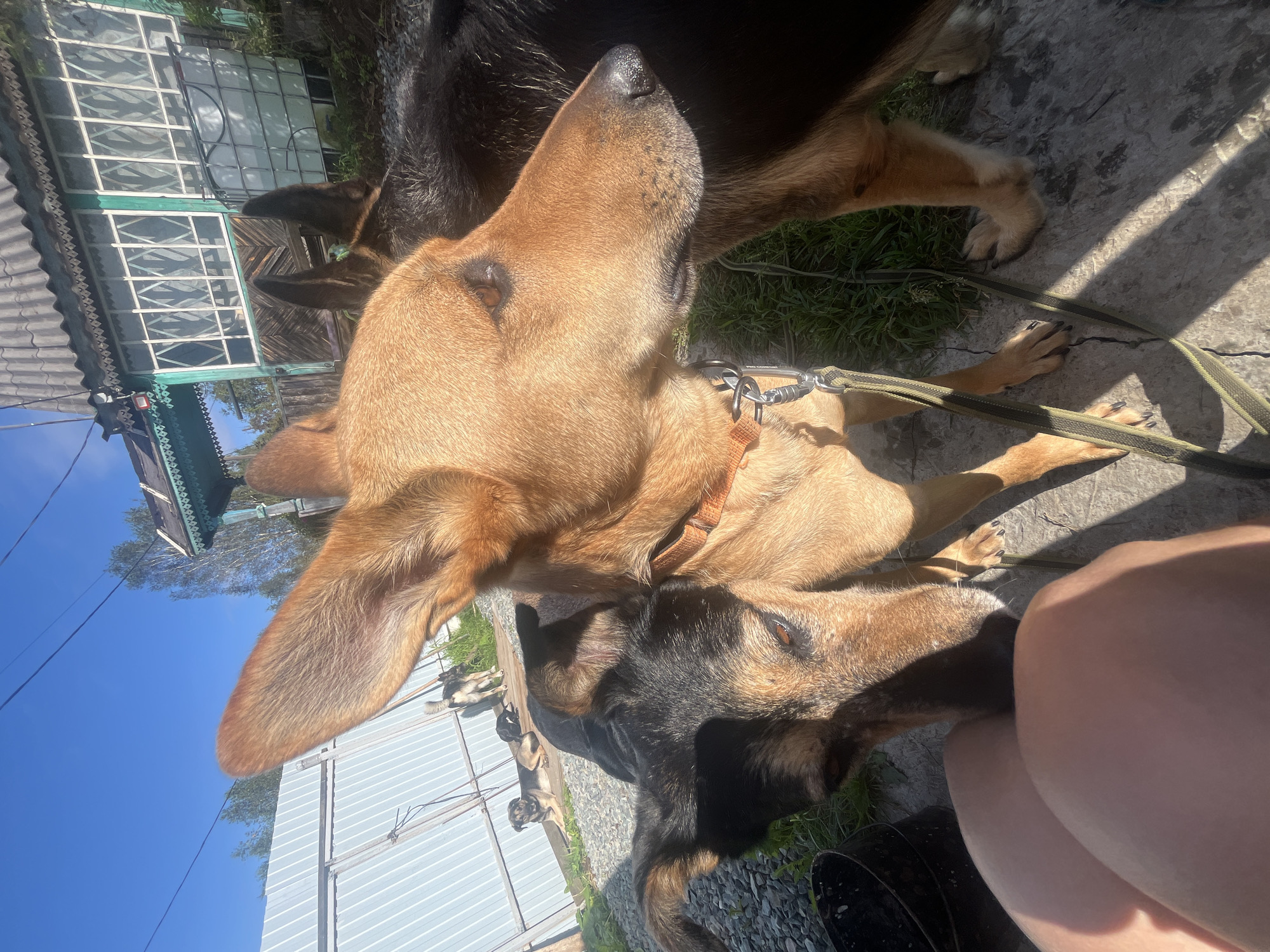 Two dogs, one light brown and one dark brown and black, are in the foreground of the image. The light brown dog is on the right, facing away from the camera and looking to the right. The dark brown and black dog is on the left, facing the camera and looking down. A person's legs are visible in the lower left corner of the image. In the background, a light-colored metal fence, a wooden building with green trim and white-paned windows, and trees are visible. The ground is covered with gravel and concrete. The sky is blue and clear. The scene appears to be an outdoor area, possibly a yard or a rural setting. There is no specific indication of the city of Nizhny Tagil, Russia.