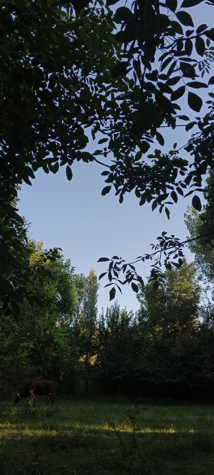 The image depicts a serene outdoor scene, likely in the city of Mirzo Ulugbek, Uzbekistan, characterized by lush greenery and a clear sky. In the foreground, a dark brown cow grazes in a sunlit grassy field. The cow is positioned on the left side of the frame, its head lowered to the ground. The field itself is bathed in a warm, golden light, with distinct shadows cast by the vegetation. Behind the cow, a dense wall of trees and foliage forms a dark backdrop. The upper portion of the image is dominated by the silhouettes of tree branches and leaves against a bright, pale blue sky. These branches frame the sky, creating a natural aperture. The overall impression is one of tranquility and natural beauty, with the cow acting as a focal point within the verdant landscape.
