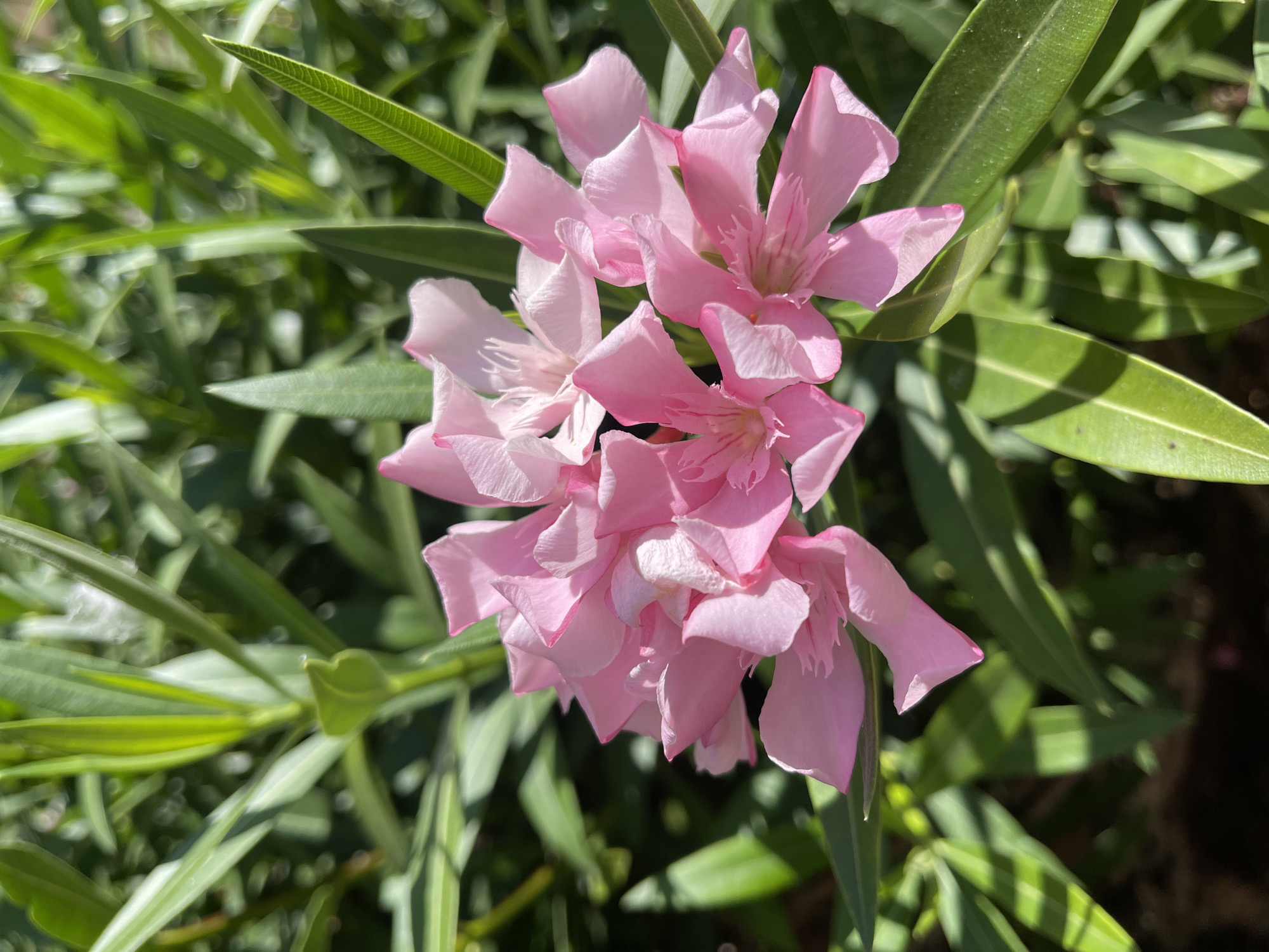 A close-up, vertical, outdoor photograph shows a cluster of delicate, light pink oleander flowers in full bloom, set against a backdrop of deep green, glossy oleander leaves. The flowers, which appear to be a double-flowered variety, are clustered together, with multiple blooms partially obscuring each other. Each petal is thin and slightly ruffled, with a gradient of color from a soft pink to almost white at the tips. The stamens are visible in the center of some of the flowers, appearing as delicate white filaments. Sunlight filters through the leaves, creating dappled shadows and highlights across the petals and foliage, suggesting a bright, sunny day. The background is a blur of green, indicating a natural setting, likely a garden or park. The scene is devoid of any people or man-made structures, focusing solely on the natural beauty of the blooming flowers. The image was taken in Netanya, Israel, specifically in the vicinity of the Wingate Institute, known for its lush greenery and sports facilities.
