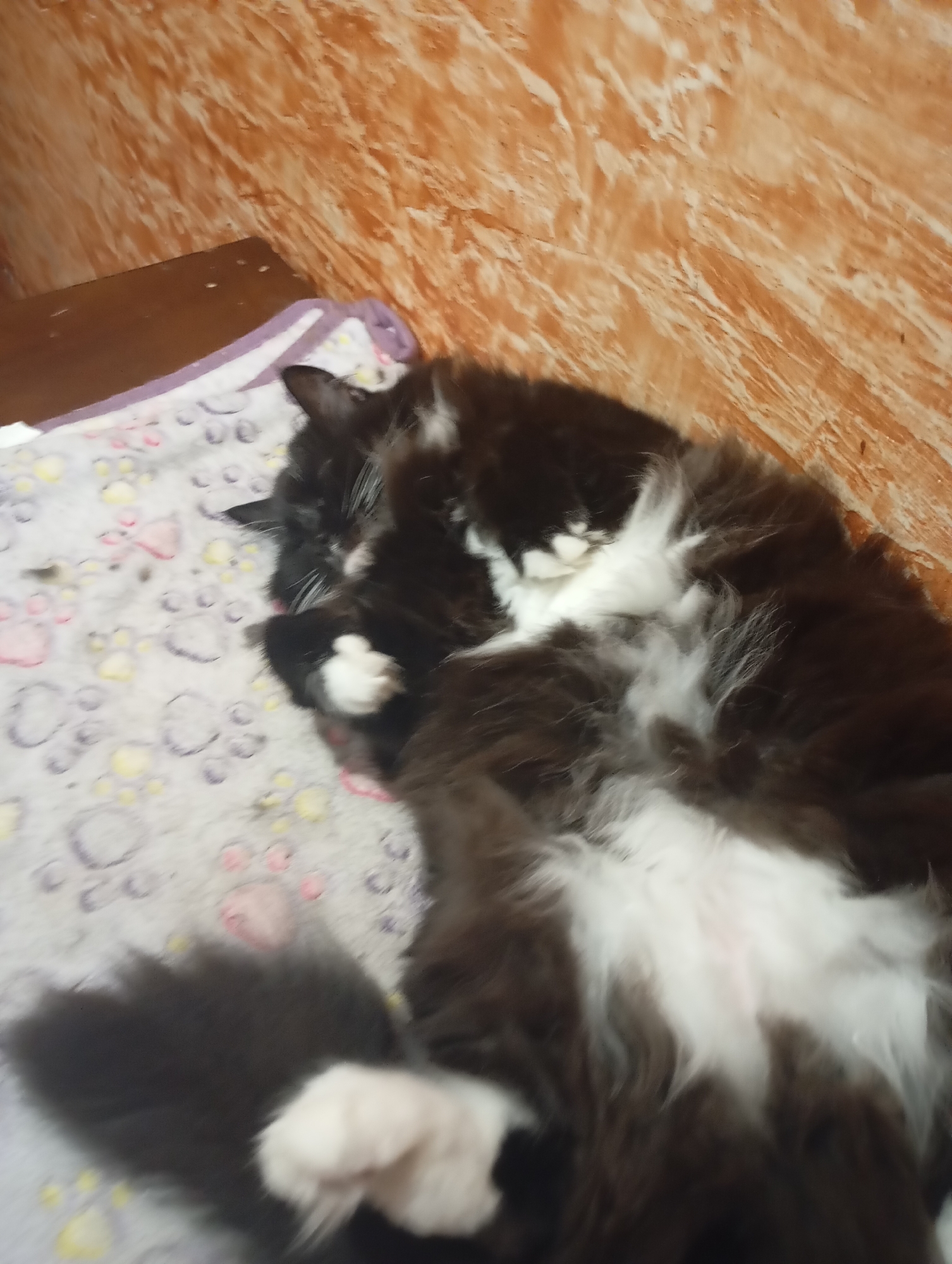 A black and white long-haired cat is sleeping on a blanket patterned with paw prints. The cat is lying on its back with its belly exposed. The blanket is on a wooden surface, possibly a table or shelf. In the background, a wall with an orange textured pattern is visible. The scene appears to be indoors. There are no people present in the image.