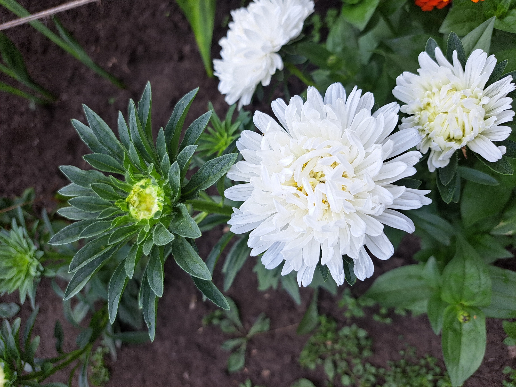 The image displays a close-up view of white aster flowers in a garden. The foreground is dominated by a large, fully bloomed white aster with numerous delicate petals, some of which show a slight yellow hue in the center. To the right and slightly behind it, another white aster is visible, also in full bloom but out of focus. Below and to the right of the main aster, a third, smaller white aster is present, appearing to be less developed. Above the main aster, a green bud of an aster is seen, its petals tightly furled. The flowers are surrounded by green foliage and dark soil. There is no indication of human presence or activity in the scene. The image does not provide any information about the specific location within Chernivtsi, Russia, other than it being an outdoor garden setting.