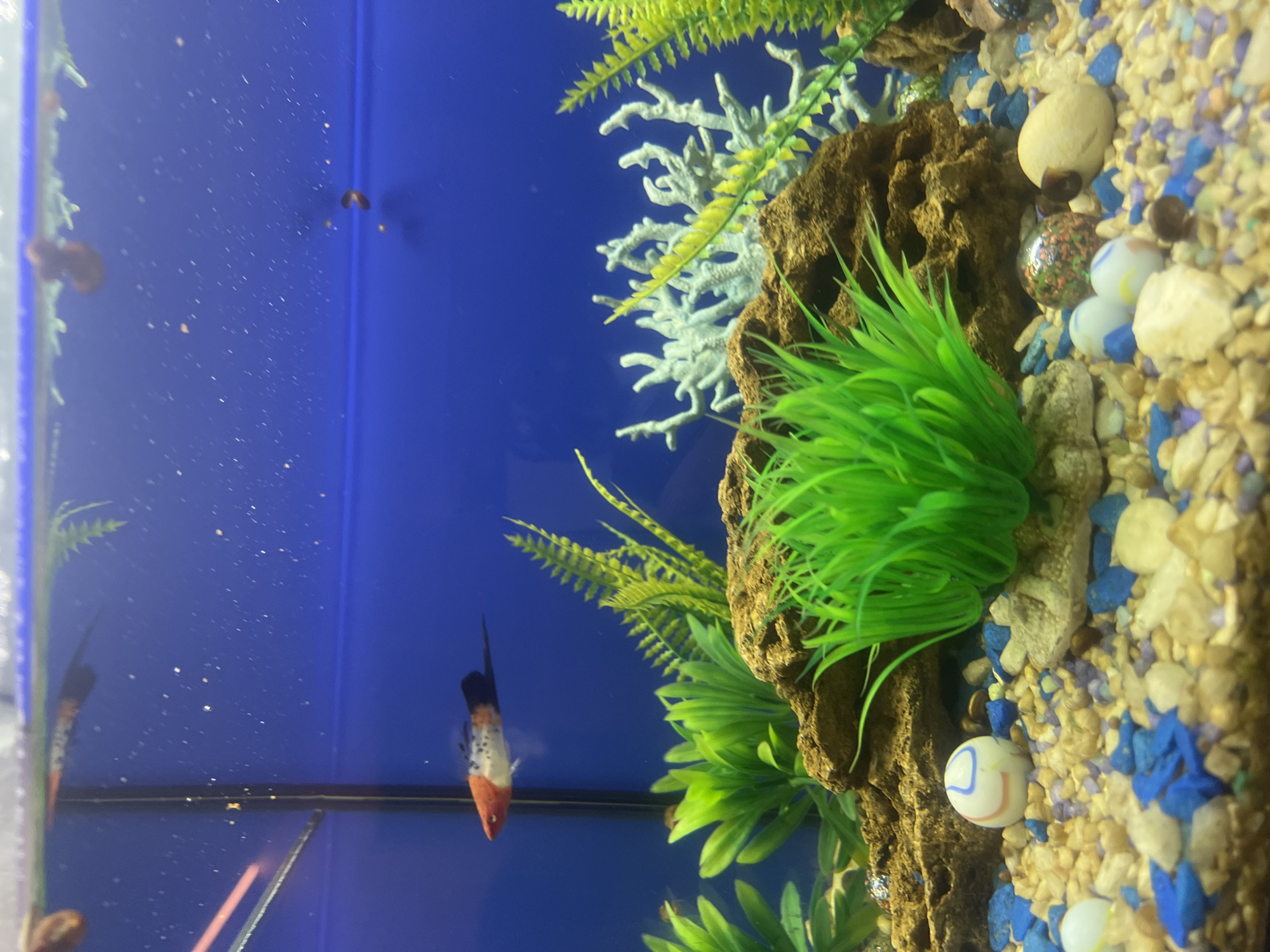 This image shows an indoor aquarium with several fish and decorative elements. In the upper left quadrant of the image, a single fish with orange, white, and black coloration is swimming. The fish appears to be a type of livebearer, possibly a molly or a platy. The aquarium contains blue gravel as a substrate, interspersed with tan and white pebbles, and some blue decorative stones. Several glass marbles of various colors, including one with red, green, and blue swirls, are scattered on the gravel.
The aquarium is decorated with artificial plants that are bright green and appear to be made of plastic or silk. There is also a piece of light blue, coral-like decoration in the middle ground. In the background, the aquarium's back wall is a solid, bright blue color. Tiny bubbles are visible suspended in the water, possibly from an aeration system. The lighting appears to be overhead, illuminating the aquarium from above. The scene is a still shot taken from eye-level, focusing on the underwater environment of the aquarium. There are no people visible in the image. The location is unknown.