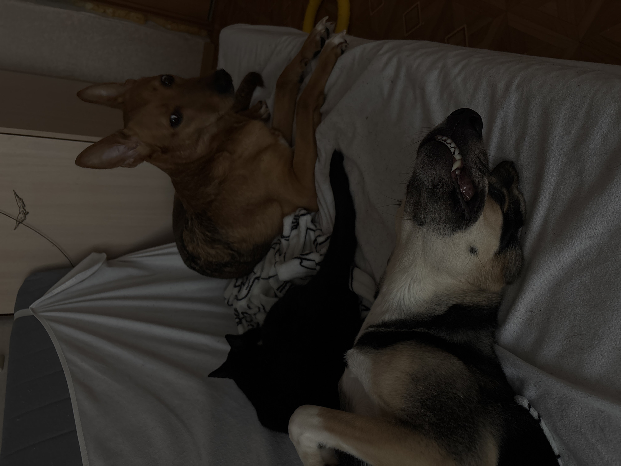 This image depicts a domestic indoor scene where two dogs and one black cat are resting on a white-colored sofa. The dog in the foreground is lying on its back with its mouth open, revealing its teeth. The second dog is positioned behind the first, lying on its side and looking towards the camera. A black cat is situated between the two dogs, curled up and facing away from the camera. The environment appears to be a dimly lit room, with a plain wall and a wooden floor visible in the background. There are no clear indicators of location within Saint Petersburg, Russia, as the scene lacks any recognizable landmarks or architectural features. The overall atmosphere is one of relaxation and domestic tranquility.