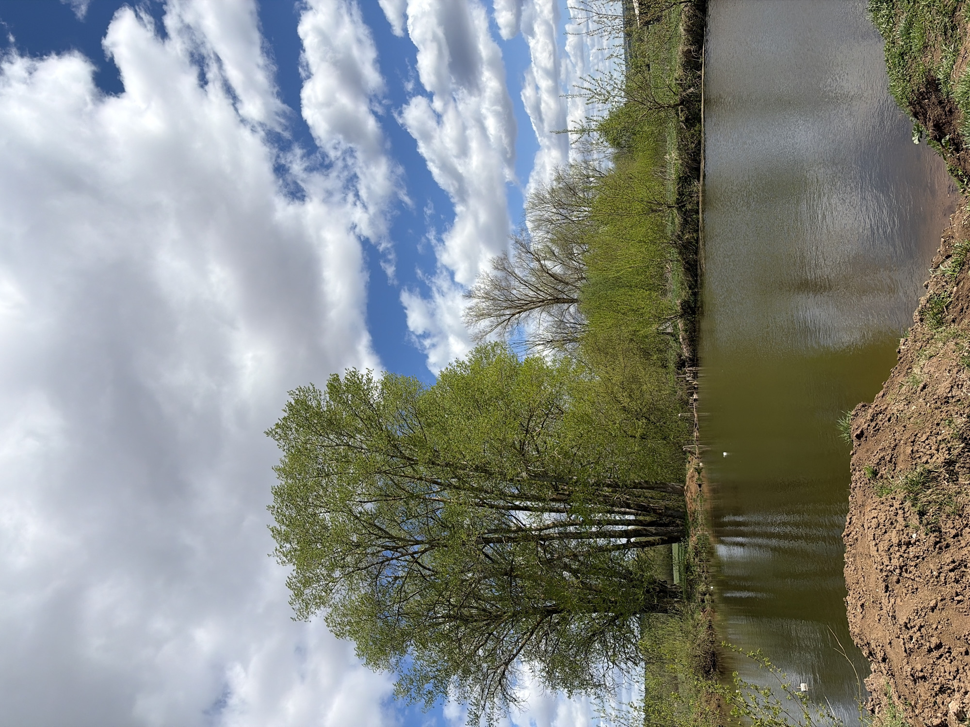 A landscape photograph features a body of water (likely a pond or lake) flanked by lush vegetation and trees. The body of water spans the right side of the frame, reflecting the sky and surrounding vegetation in its murky surface. The water's edge is lined with dirt and some sparse grass.
On the left side of the image, a line of trees and bushes provides a green contrast to the sky above. The sky itself is dramatic, filled with puffy white clouds against a backdrop of blue. The trees appear to be in full leaf, indicating it may be late spring or summer.
While the location of the photograph may be in Nizhnii Vishur, Russia, the photograph is not verifiable. Without any identifying features in the image, it could be located anywhere.