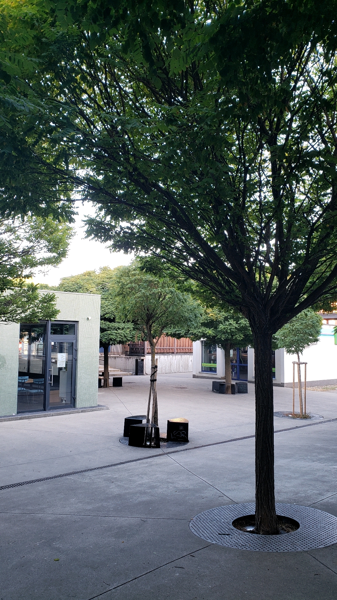 The image depicts an outdoor courtyard with concrete paving, lined with several trees. In the foreground, a large tree with a dark, textured trunk is centrally located, surrounded by a circular metal grate. To the left, a modern, light-colored building with glass doors and windows is visible. Further back, other trees and smaller buildings are present, along with black, cube-shaped seating elements. The scene appears to be a schoolyard or a public urban space. The lighting suggests it is daytime, possibly late afternoon, with dappled sunlight filtering through the leaves of the trees. The image quality is clear, showing details of the trees, buildings, and paving.