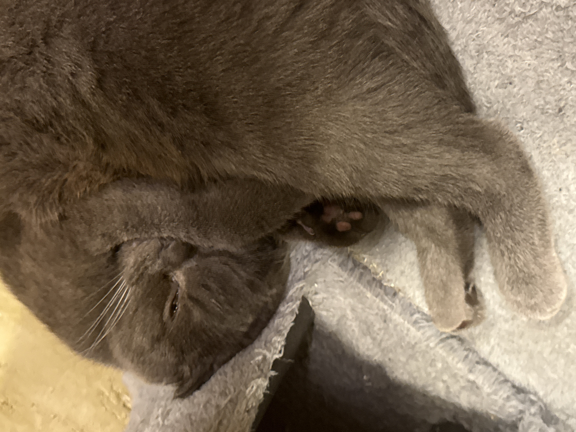 A close-up, eye-level shot captures a gray cat curled up and sleeping on a textured, light-colored blanket. The cat's face is partially obscured, with one eye visible and closed, and its whiskers fanned out. A paw with visible pink toe beans rests on the blanket. The background consists of a blurred yellow surface. The scene is indoors, implying a domestic setting. There is no information available about the location in Sofia, Bulgaria.