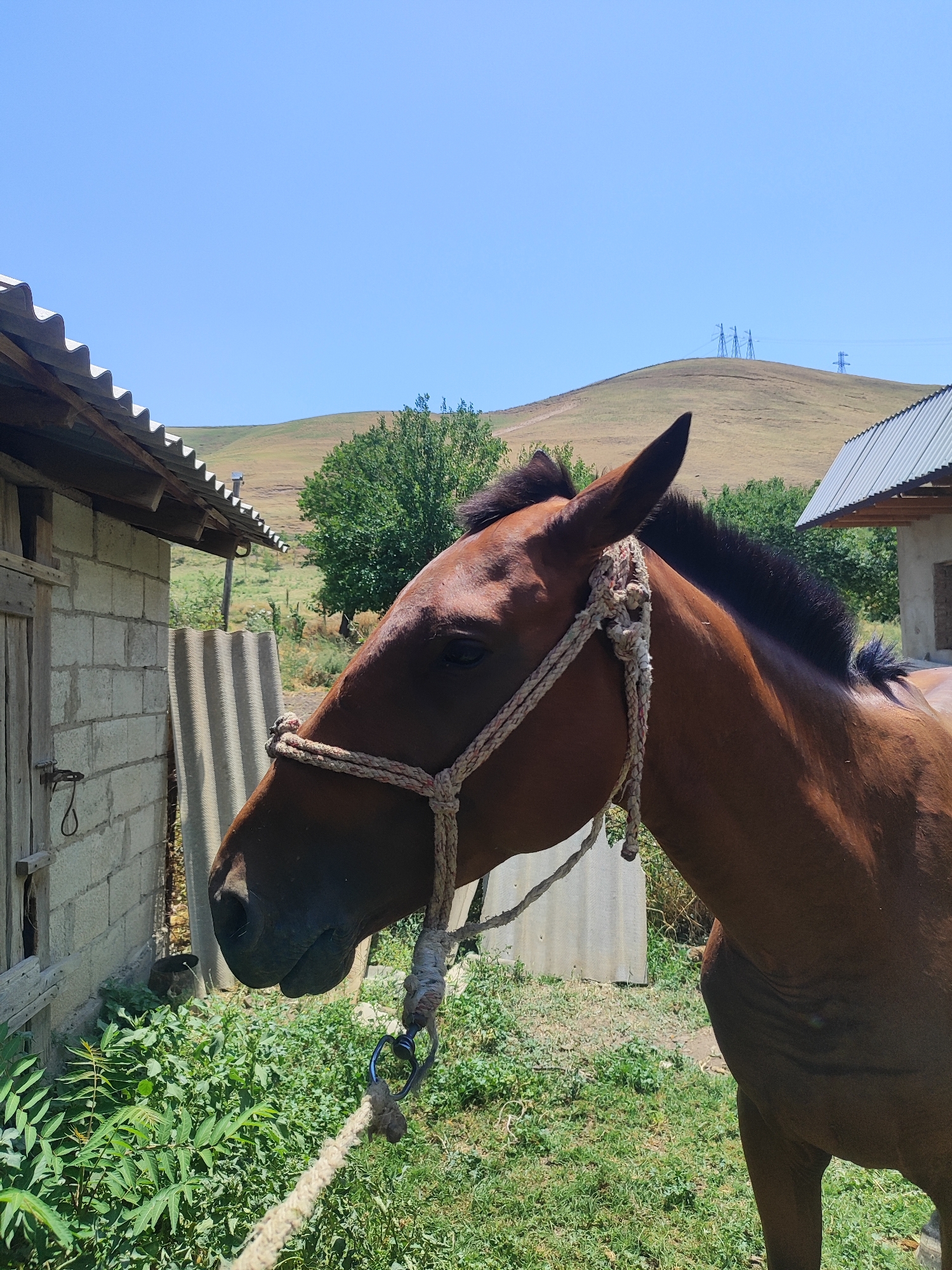 The photograph captures a close-up side profile of a brown horse wearing a rope halter. The horse's head and neck are the primary focus, with its mane visible along the crest of its neck. In the background, a simple, rustic scene unfolds. To the left, a small building constructed from grey concrete blocks and corrugated metal roofing is partially visible, with a wooden door. Adjacent to it, a tall, grey corrugated sheet leans against the building. Further back, a lush green tree stands out against a gently sloping, dry, grassy hillside under a clear blue sky. Three tall, blue electrical pylons are situated on the crest of the hill, with another smaller pylon to the right. The ground in front of the horse is covered with green grass and some leafy vegetation. The scene suggests a rural or semi-rural setting, possibly within or near the city of Sultonobod, Tajikistan, given the architecture and landscape. There are no people visible in the image.