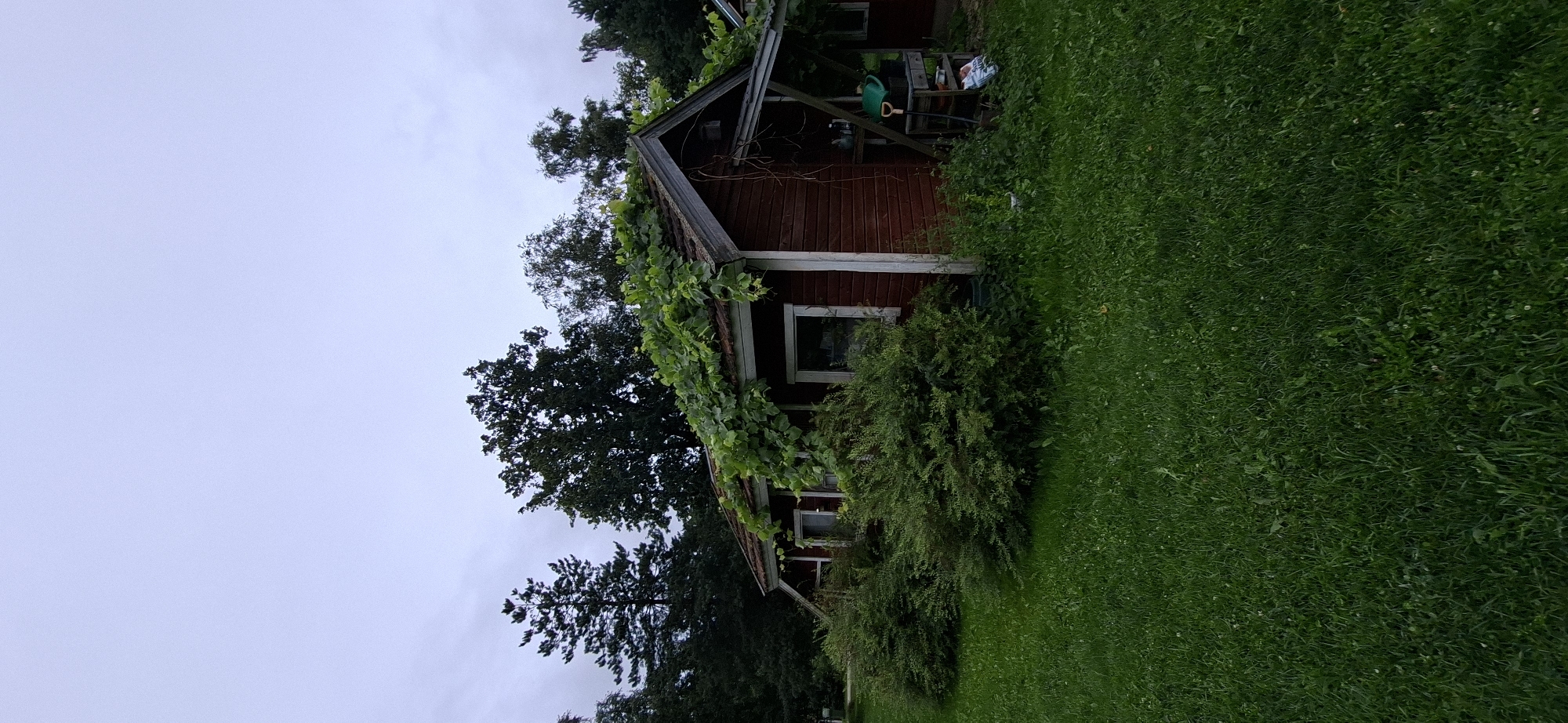 A dark red, weathered wooden shed with white trim and windows is partially covered in vibrant green foliage, particularly on its roof. The shed has a covered porch area on the right side, where gardening tools, including a green watering can and a shovel, are visible. The shed is situated in a grassy yard with lush green grass and dense green bushes in front of it. In the background, various trees are visible, including a tall, dark pine tree on the left and other deciduous trees further back. The sky is overcast and a pale gray. The scene is likely in Orissaare, Estonia.