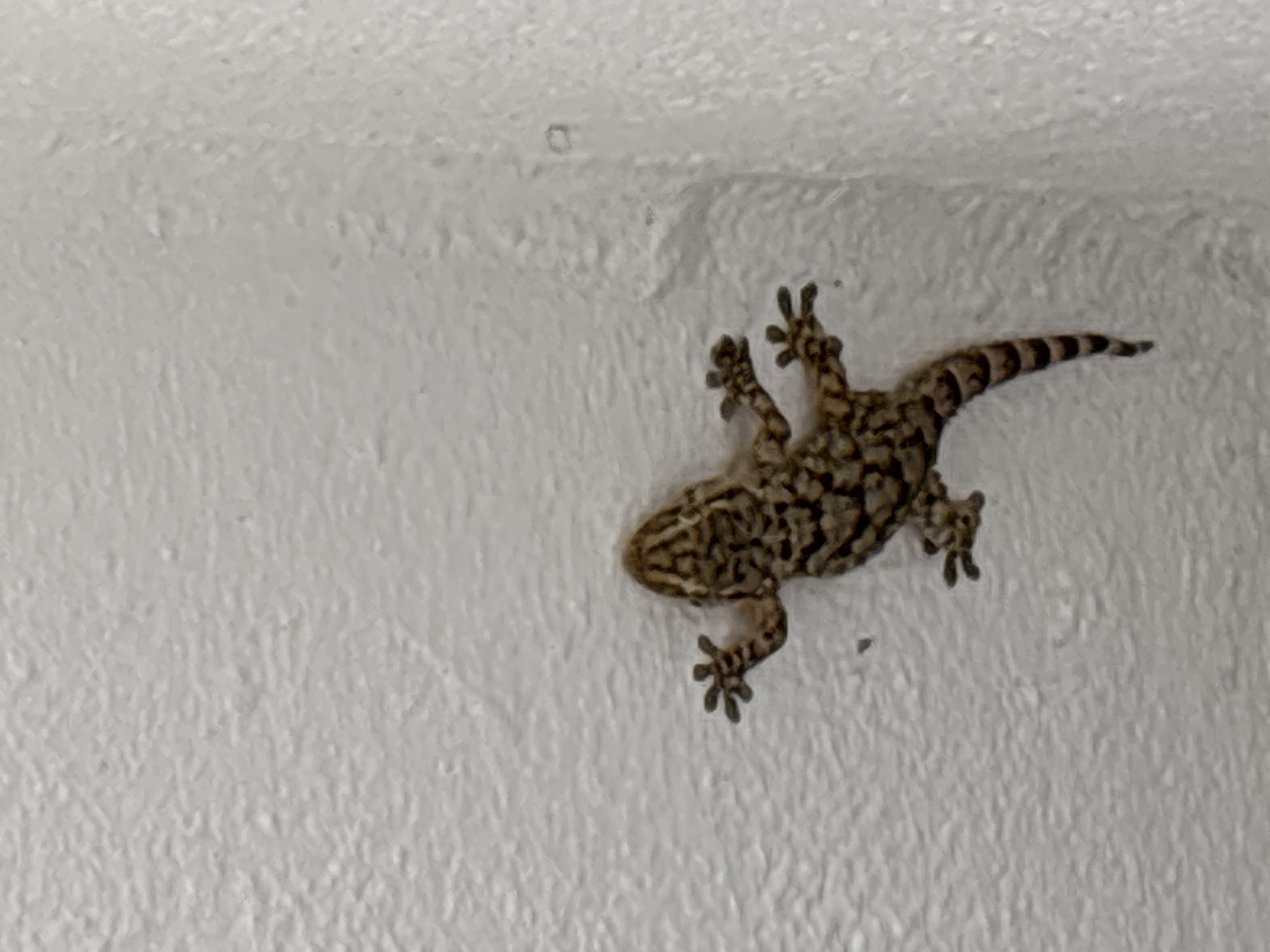 A small, mottled brown and black gecko is clinging to a textured white wall. The gecko is positioned horizontally in the lower center of the frame, with its head pointing towards the top left. Its legs are spread out, with its front left leg reaching up and its front right leg bent. The gecko's tail curves down towards the bottom right corner of the image. The wall surface appears to be stucco or a similar textured material, with a slight sheen. The lighting suggests it is daytime, with no artificial light sources visible. The scene is forensic and factual, depicting a common urban wildlife encounter. The location in the city of Odivelas, Portugal, indicates a potential habitat for such reptiles.
