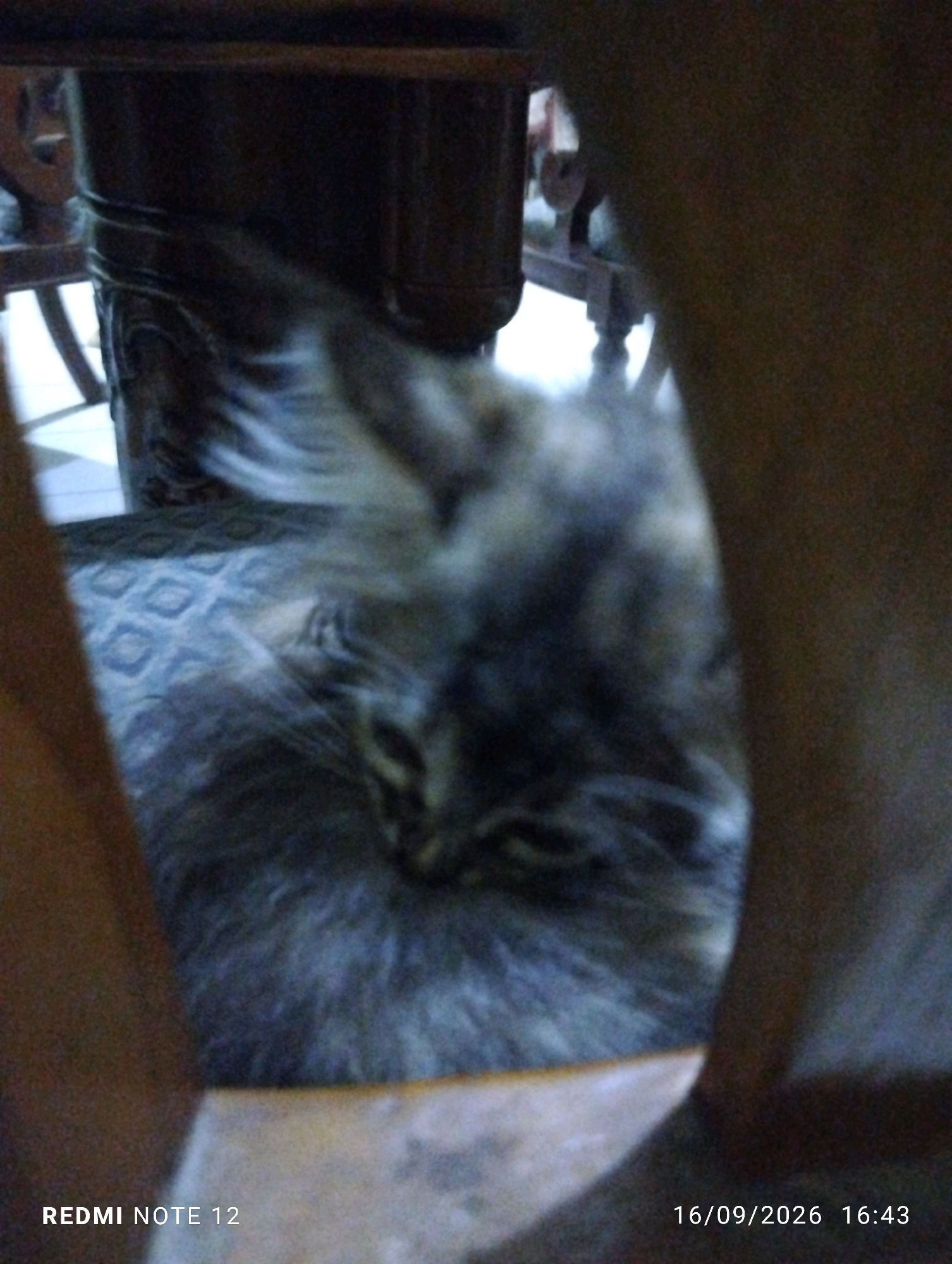 The image is a low-resolution, blurry photograph of a cat lying on a patterned surface, likely a piece of furniture. The cat is a dark gray or black color with some lighter gray or white markings, and appears to have long fur. The background is out of focus and dark, suggesting an indoor environment with dim lighting. The image includes timestamps and a device model in the bottom corners: "REDMI NOTE 12" and "16/09/2026 16:43". The overall quality of the image makes it difficult to discern specific details about the cat's breed, age, or exact position. There is no indication of the city of Bekasi, Indonesia, within the image content.