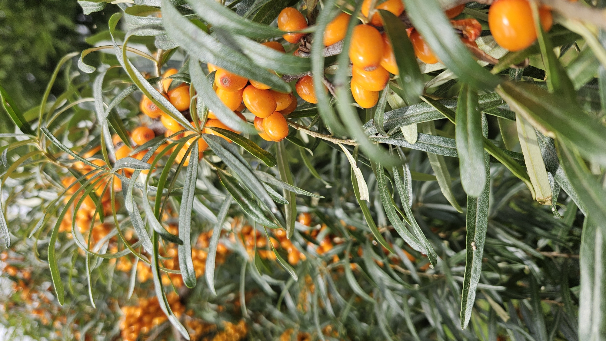 The image shows a close-up view of a sea buckthorn bush with ripe, orange berries and green leaves. The berries are clustered on the branches, and some are in sharp focus while others are blurred in the background. The leaves are long and slender, typical of the sea buckthorn plant. The setting appears to be outdoors, with natural light illuminating the scene. The location of Kākciems, Latvia, suggests this might be a natural or cultivated area where sea buckthorn thrives. There are no people or animals visible in the image.