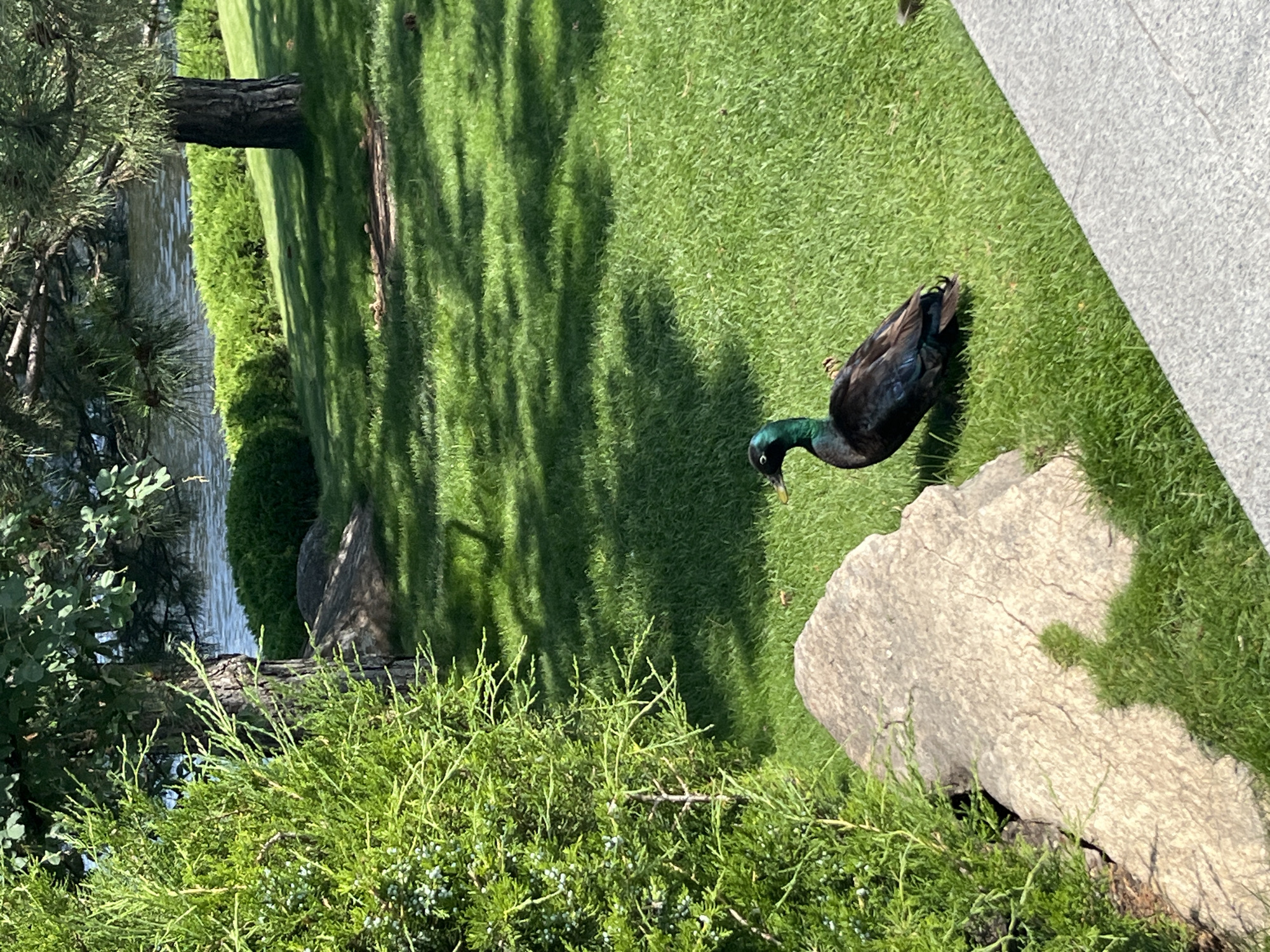A dark-colored duck with iridescent green and blue plumage stands on a well-maintained green lawn. The duck is facing left, with its head slightly lowered. In the foreground to the left, a large, rough-textured light-colored rock is partially visible, with lush green foliage growing around it. Behind the duck, the lawn is covered in green grass and dappled with shadows from overhead trees. Further in the background, a body of water, possibly a river or lake, is visible, bordered by neatly trimmed green bushes. Trees with dark trunks and green needles and leaves are present on the bank of the water. The scene is illuminated by natural sunlight, creating a bright and vibrant atmosphere. This image was captured in the city of Dnipro, Ukraine.