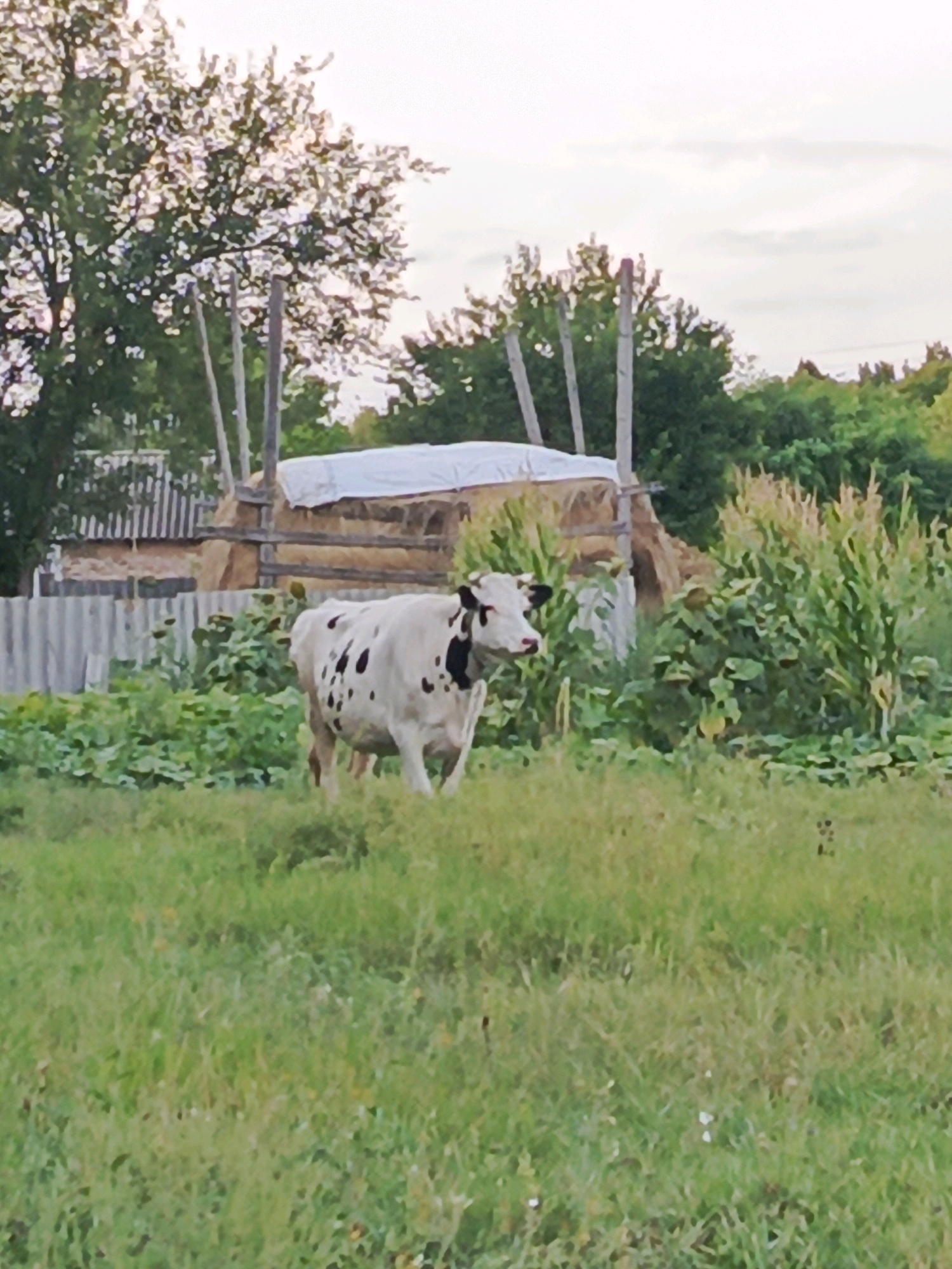 A black and white spotted cow stands in a grassy field. Behind the cow, a rustic wooden fence separates the field from a pile of hay bales covered with a white tarp and a cornfield. Trees and a cloudy sky are visible in the background. The scene appears to be a rural or agricultural setting.