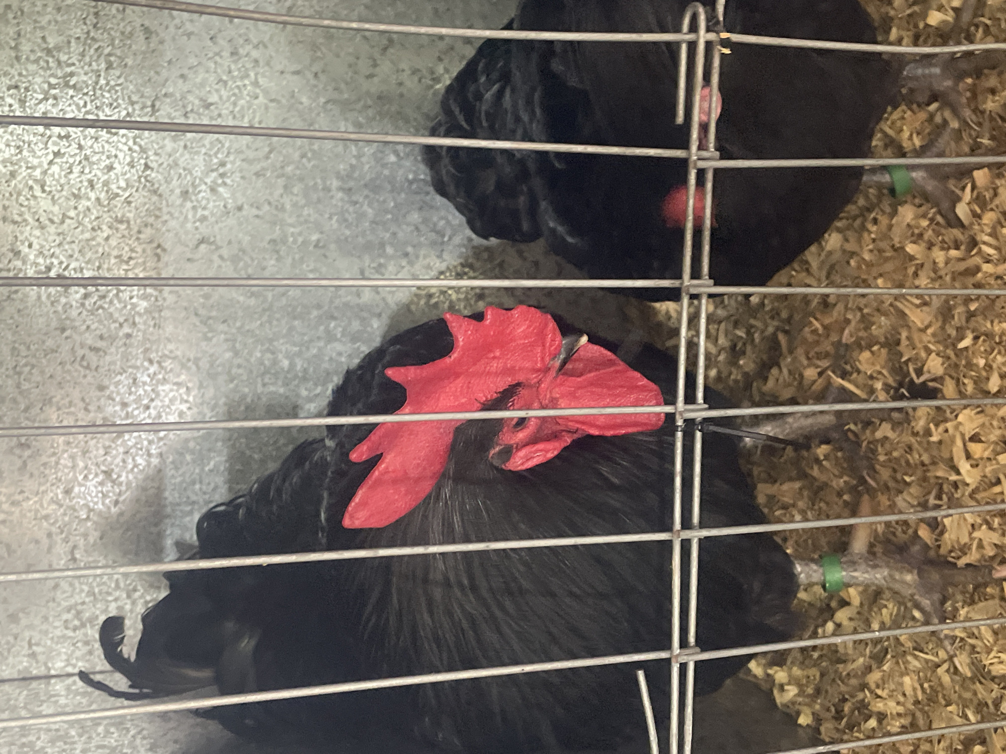 Two black chickens are housed in a wire cage in Bowen Hills, Australia. The chicken on the left is facing forward and appears to be a rooster, with a prominent red comb on its head. It has a black body and tail feathers. The chicken on the right is partially visible behind the first chicken and appears to be facing away from the camera. Both chickens are standing on a bed of wood shavings. The background of the cage is a textured, metallic surface. The cage is made of horizontal and vertical metal bars. The lighting in the image is diffuse, suggesting it might be indoors or under overcast conditions.