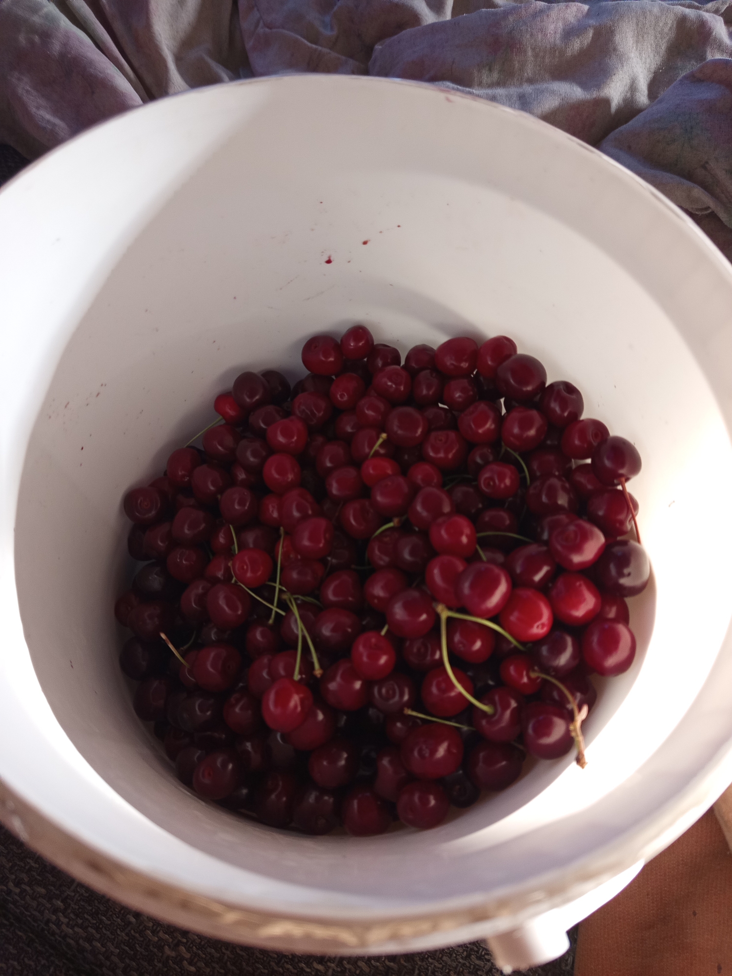 The image shows a close-up, overhead view of a white bucket filled with ripe cherries. The cherries are dark red and appear to be freshly picked, with some still attached to their green stems. The bucket is positioned on a textured surface, possibly a table or the ground, and partially covered by a draped fabric in muted tones of purple, pink, and gray. The lighting suggests it is daytime, with sunlight casting shadows within the bucket and highlighting the glossy surface of the cherries. The scene evokes a sense of abundance and perhaps the enjoyment of a summer harvest. No people are visible in the frame. The location is Zīlāni, Latvia.