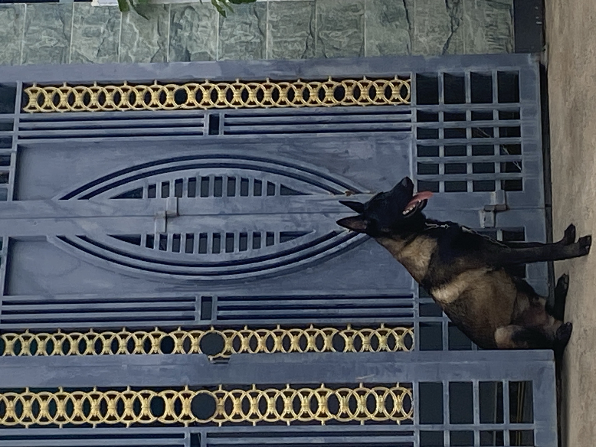 A medium shot captures a dog, likely a Belgian Malinois, standing on a blue-grey metal gate in Mũi Né, Vietnam. The dog is dark-furred with a tan belly, its tongue is visible. The gate features two horizontal bands of gold geometric ornamentation. The gate partially obscures a wall or building with green foliage visible near the top of the frame. The scene is well-lit.