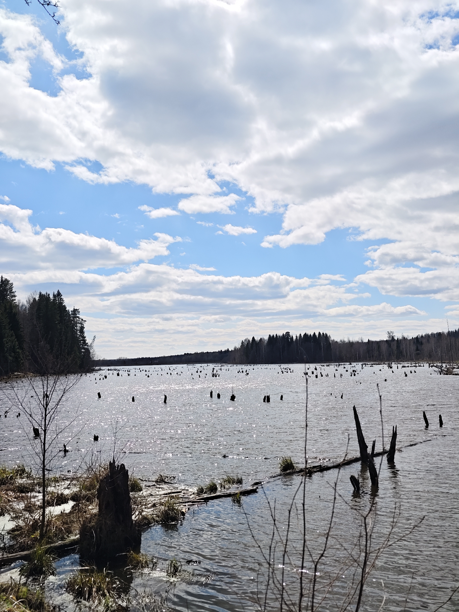 The image captures a lake landscape. A dense forest line is visible in the distance along the lake's edge. Numerous tree stumps dot the lake's surface. The sky is filled with a mix of blue sky and fluffy white clouds. In the foreground, there are logs, exposed tree roots, and partially submerged vegetation. The water's surface reflects sunlight, creating a shimmering effect. The exact location within the city of Ural'skoe, Russia, cannot be determined from this image alone.