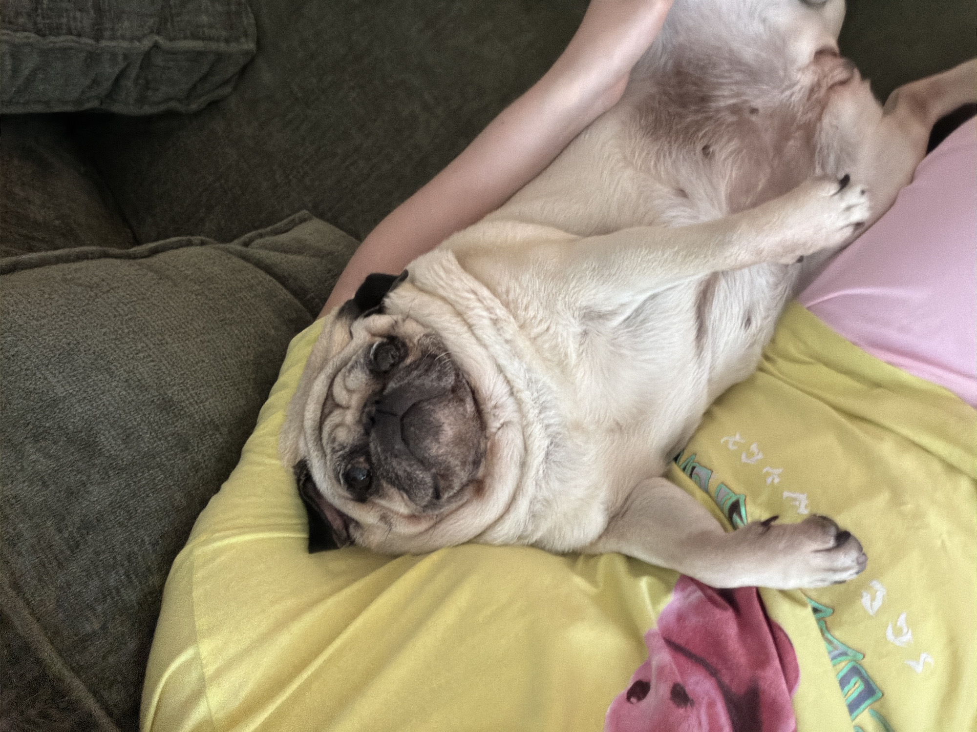 A fawn-colored pug dog is lying on a person's lap. The dog is positioned with its head facing the camera and its body extended to the right. The person is wearing a yellow shirt with a pattern. A pink blanket is visible on the left side of the image. The background consists of a dark green sofa. There is no information in the image to determine the location in Chișinău, Moldova.