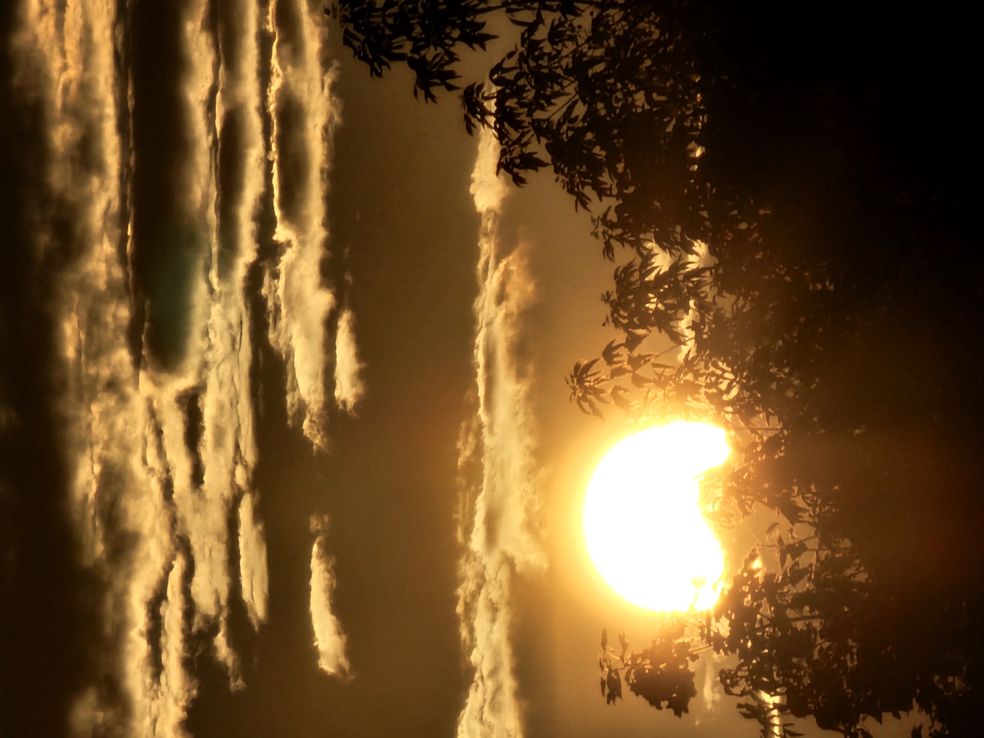 A close-up, vertical shot captures a dramatic sunset over Khimki, Russia. The sun, a brilliant white orb with a golden halo, dominates the lower left quadrant, partially obscured by silhouetted tree foliage. The sky above is a tapestry of textured, horizontally layered clouds illuminated in shades of orange, gold, and deep brown, suggesting the sun is low on the horizon. The foreground is filled with the dark silhouettes of trees and branches, their leaves rendered indistinct by the backlight. The overall impression is one of natural beauty and the warm, fading light of day. There are no people or animals visible in the image. The scene is outdoors, likely a park or natural area within Khimki.