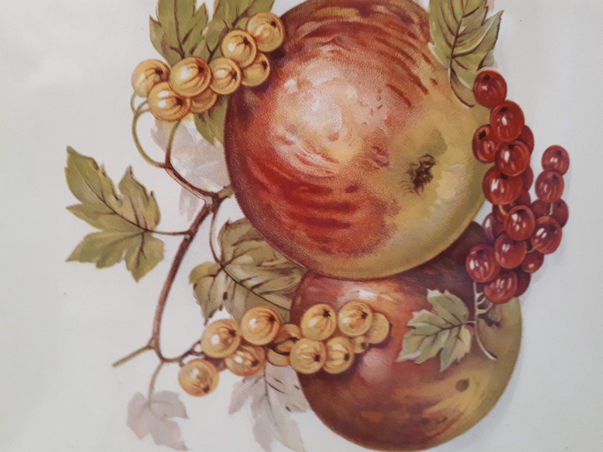 A still life painting depicts a cluster of fruits against a plain white background. The focal point is two large apples, one in the foreground to the right and another slightly behind and to the left. The apple on the right is predominantly red with yellow and green undertones, while the apple on the left is a darker red-brown with yellow accents. Dangling from a thin branch above and between the apples are two bunches of berries. One bunch, to the upper left, consists of small, pale yellow berries. The other bunch, closer to the bottom center, is made up of dark red berries. Green leaves, rendered in a realistic style, are scattered around the fruit, with some attached to the branches and others appearing to be loose. The painting style is detailed and painterly, with visible brushstrokes and subtle blending of colors. The lighting suggests a gentle, diffused light source illuminating the fruits from the top.