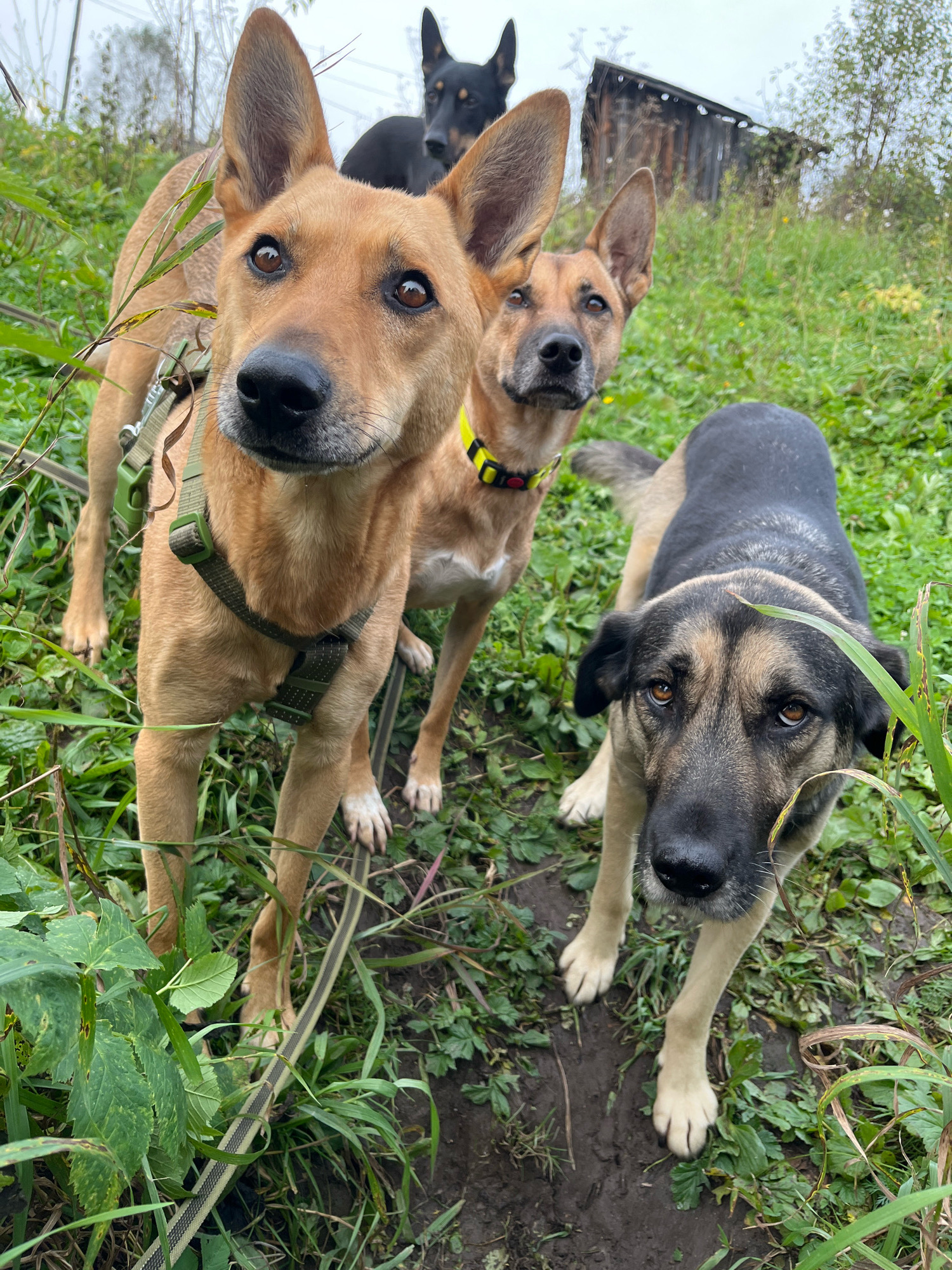 A group of four dogs stand in a grassy, overgrown area with a dilapidated wooden structure in the background. In the foreground, a tan dog with large ears and a green harness looks directly at the camera. Behind it, another tan dog with a yellow collar is partially visible. To the right, a large black and tan dog with a black nose looks down. Further in the background, a black dog with pointed ears stands near the wooden structure, which appears to be a shed or outbuilding. The ground is muddy and covered in weeds and grass. The sky is overcast, suggesting a cloudy day. There are no people or any indication of urban environment within the image.