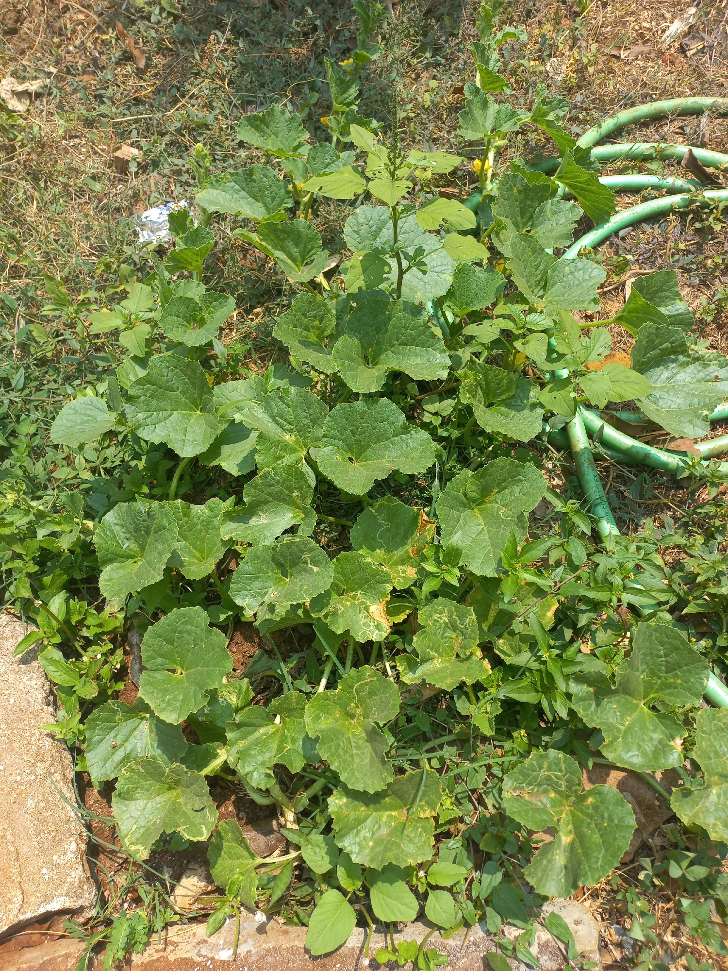 An outdoor, overhead shot captures a flourishing patch of lush green plants, likely a vegetable garden, in Bondo, Indonesia. The plants, characterized by broad, lobed leaves, are densely packed, with some leaves displaying slight yellowing or browning at the edges, suggesting signs of nutrient deficiency or minor pest activity. Amidst the greenery, several small yellow flowers are visible, indicating the plants are in a flowering stage. The ground beneath the plants is a mix of dry soil and sparse, dry grass. To the right of the scene, a portion of a green garden hose is visible, coiled and partially obscured by the foliage, suggesting it's used for watering. In the upper left portion of the image, a crumpled piece of shiny white material, possibly discarded packaging, lies amongst the dry grass. The overall environment appears to be a sunny, uncultivated area within a residential or garden setting in Bondo.