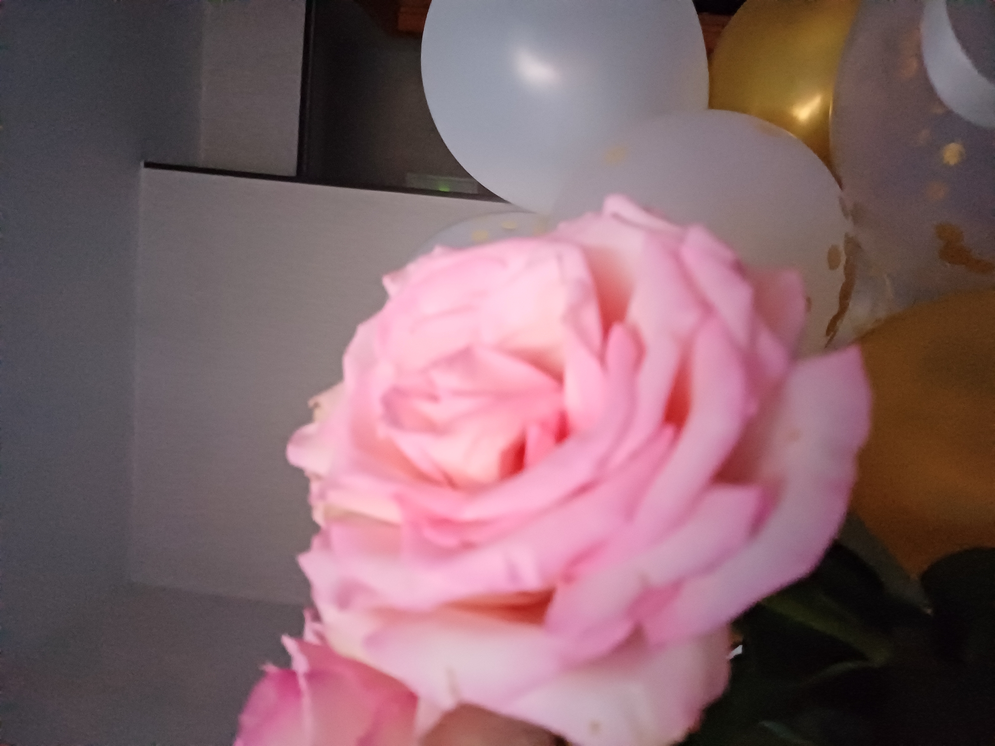 The image displays a close-up of a pink rose, its petals soft and slightly blurred, suggesting a shallow depth of field. Behind the rose, several balloons are visible. These include white balloons and gold balloons, with some of the white balloons featuring gold confetti. The background is indistinct, with hints of gray and dark areas, possibly indicating an indoor setting. The lighting appears soft, contributing to the gentle aesthetic of the image. No people are present, and no specific activity or event is discernible. The focus is solely on the rose and the surrounding balloons, creating a celebratory yet tranquil mood. There is no visible text in the image.