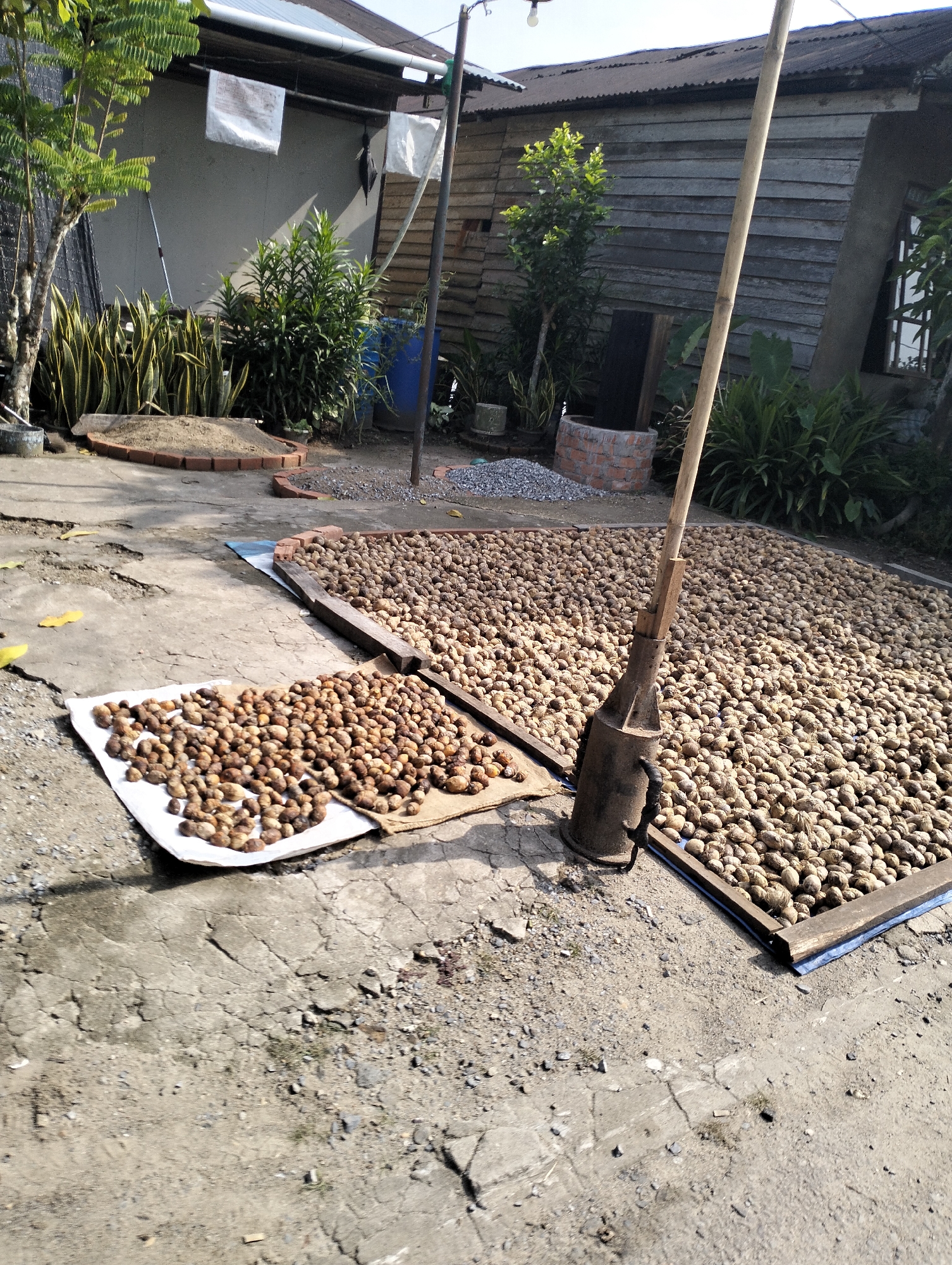 A sun-drenched outdoor scene in Serdang Jaya, Indonesia, features a courtyard with cracked concrete flooring and scattered gravel. Two large, rectangular wooden frames, lined with blue tarpaulin, are filled with numerous small, light-brown, oval-shaped objects, likely nuts or seeds, arranged in a dense layer. One frame is positioned closer to the foreground and is covered with a white sheet underneath the nuts. Adjacent to the frames, another pile of these objects is spread on a white sheet on the concrete. A tall, wooden pole with a metal tool attached at its base is embedded in the ground, leaning over the nuts. In the background, a rustic wooden building with a corrugated metal roof stands. To the left of the building, there are lush green plants, including snake plants, and a sand-filled pit bordered by bricks. A blue plastic barrel and some white cloths are also visible. The overall impression is of a drying or processing area for agricultural products, utilizing natural sunlight.