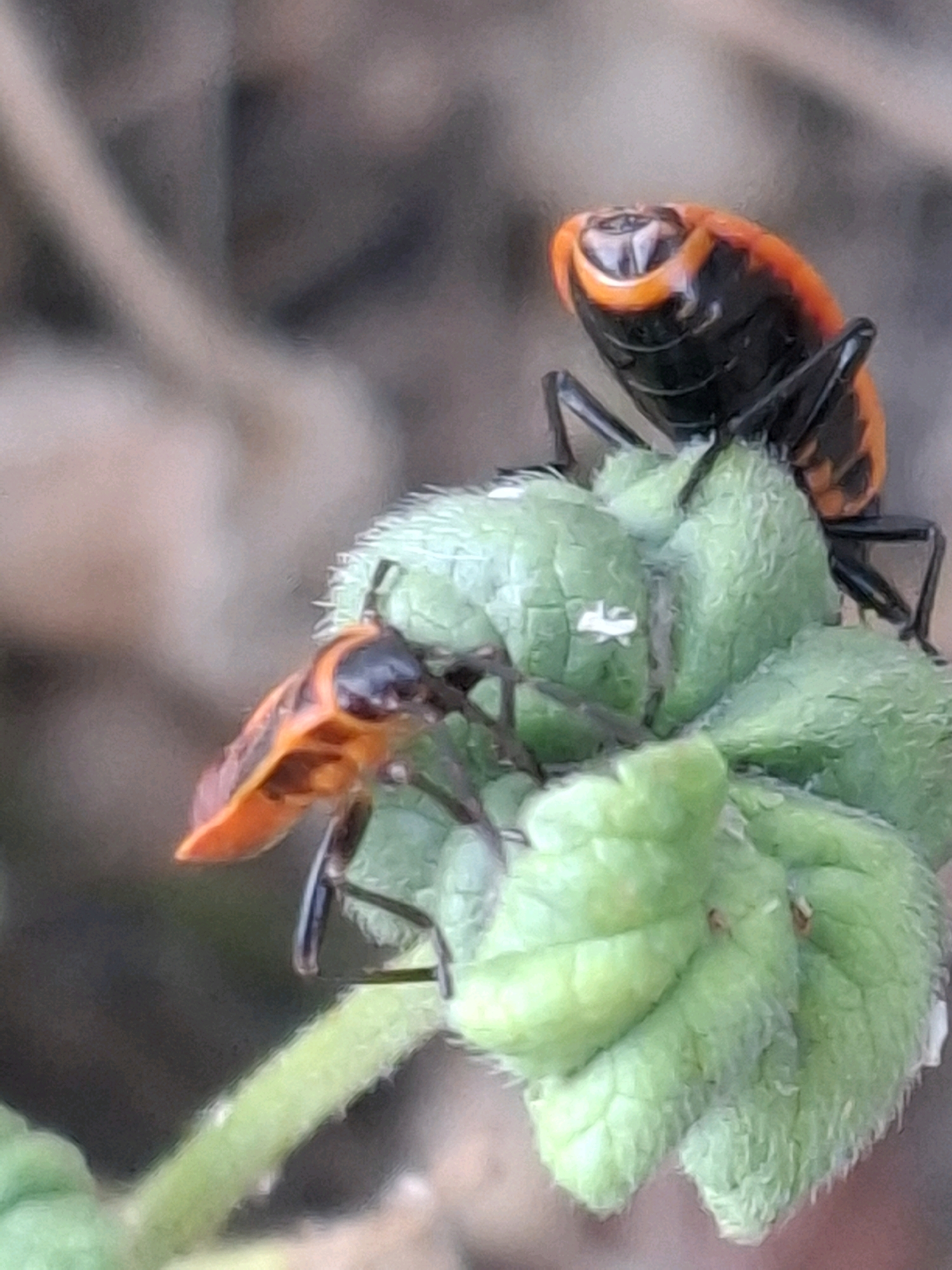 Two red and black insects are perched on a fuzzy green plant. One insect is larger and positioned higher up, with its head turned slightly away from the viewer, revealing its distinctive orange and black markings. The second, smaller insect is positioned lower and to the left, facing more towards the camera, with its orange and black body clearly visible. The background is blurred, suggesting a natural outdoor setting. The image is a close-up shot, focusing on the insects and the plant. There is no indication of the city of Almaty, Kazakhstan, or any urban elements within the image.