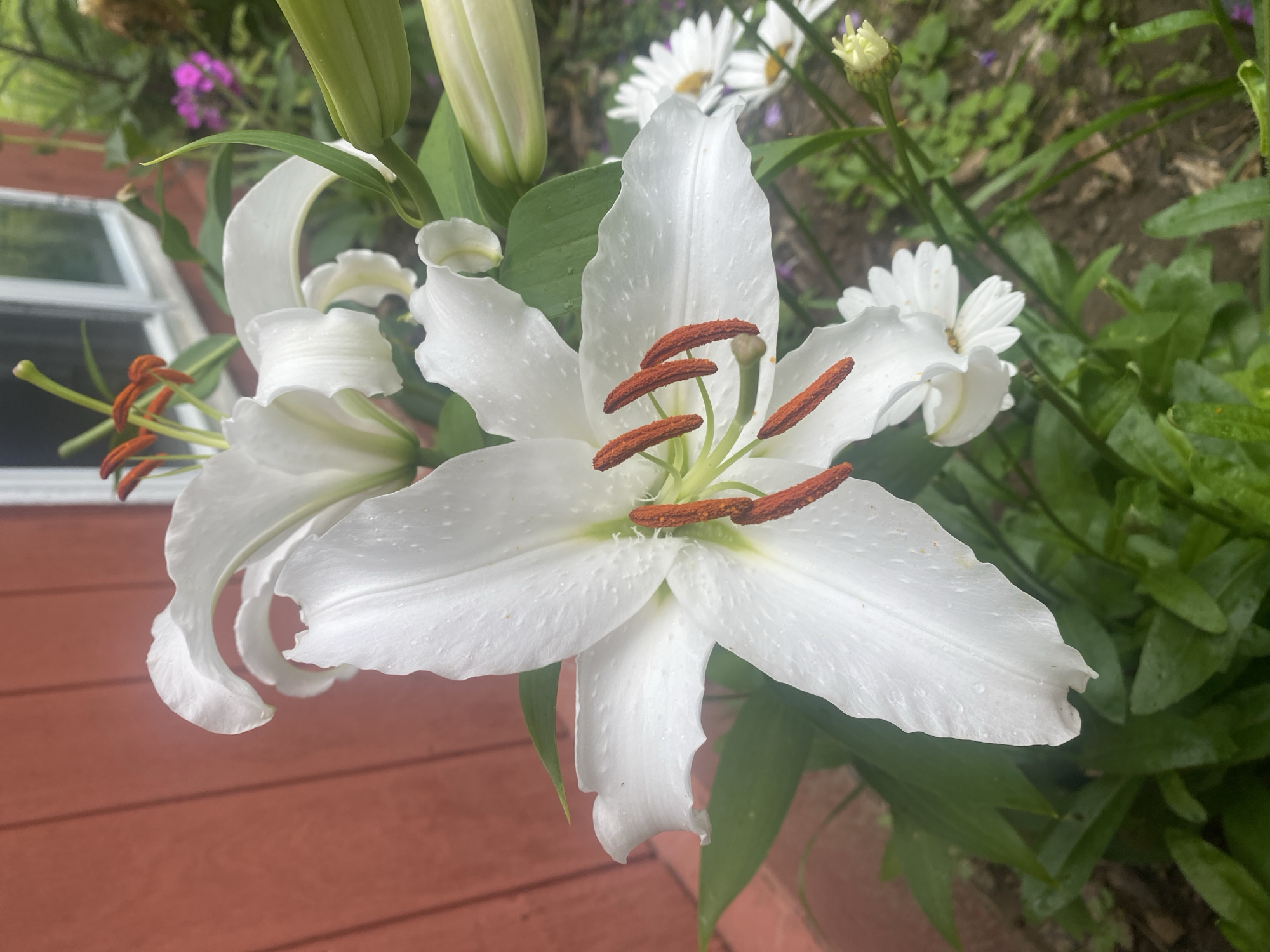 A close-up, eye-level, outdoor, full shot features two white lilies in the foreground, with their vibrant orange stamens prominently displayed. The lilies, glistening with water droplets, are positioned in front of a rustic, red wooden wall. To the right of the lilies, a blurred background reveals a garden with green foliage, small white daisies, and hints of purple flowers, along with a portion of a white-framed window. The scene appears to be located in Pattersonville, United States.